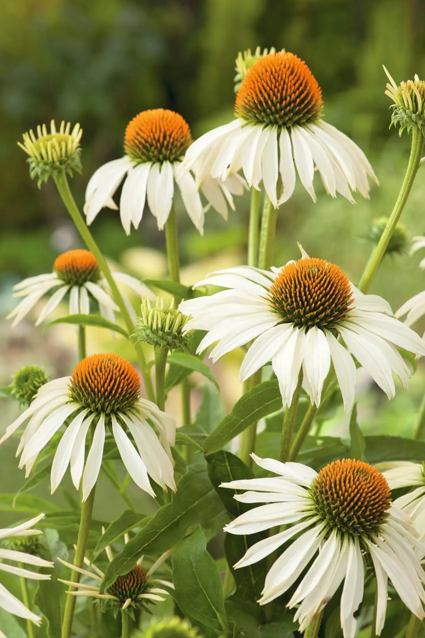 Kaunopunahattu 'Happy Star' Echinacea purpurea 'Happy Star'