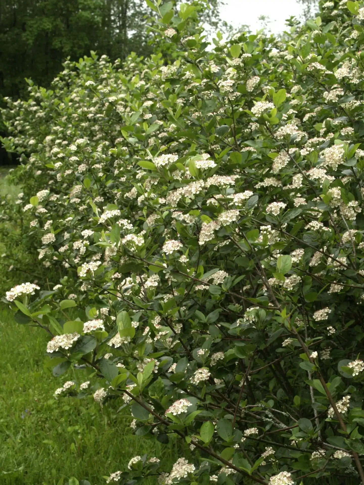 Marja-aronia 'Viking' Jumbo 7,5 l astiassa - 2