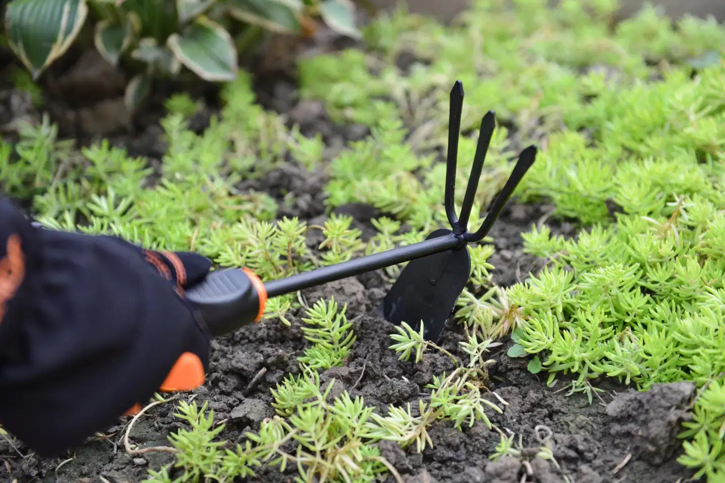 Kendo istutuskuokka - 4