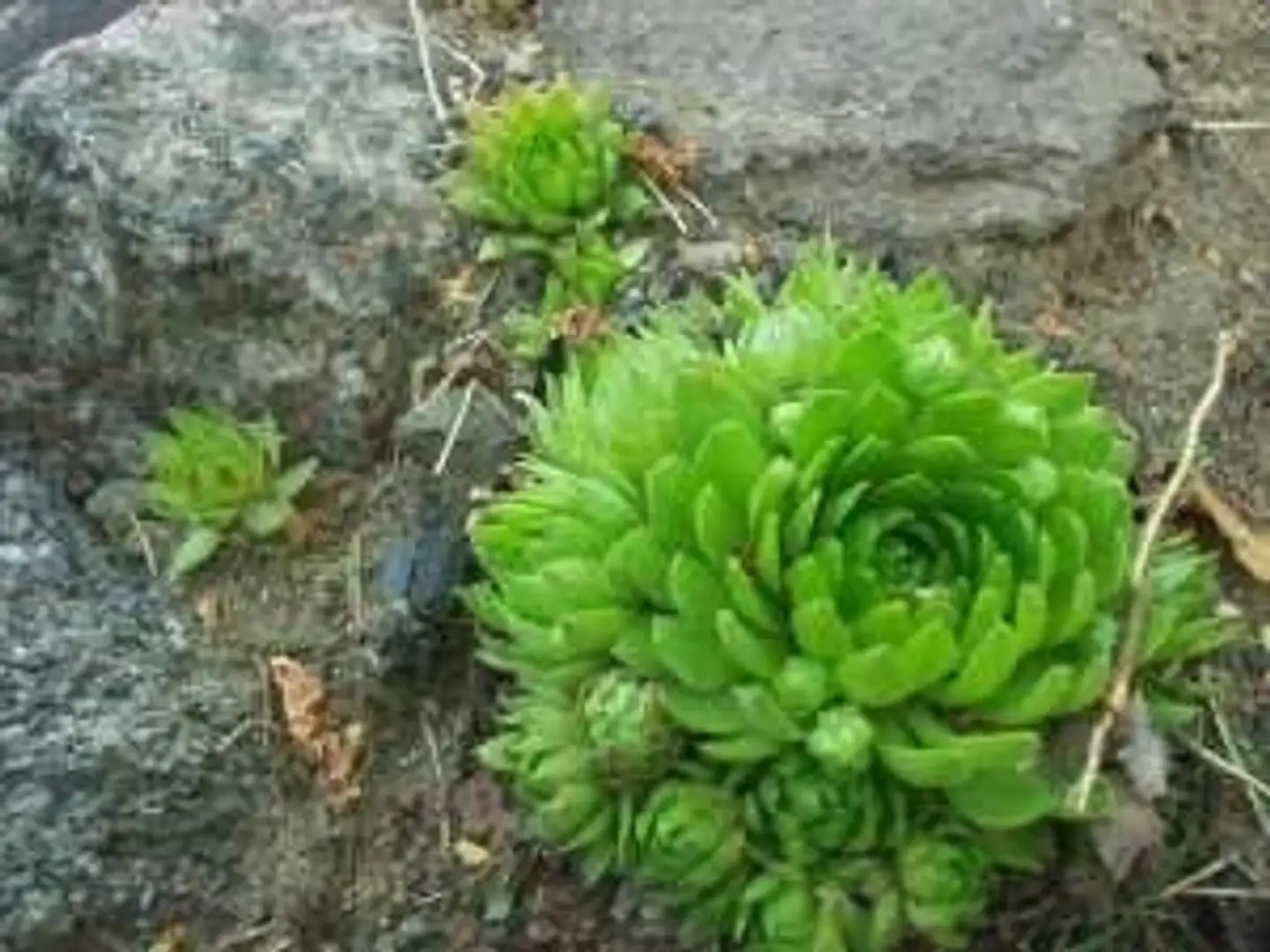 Pallomehiparta Jovibarba globifera