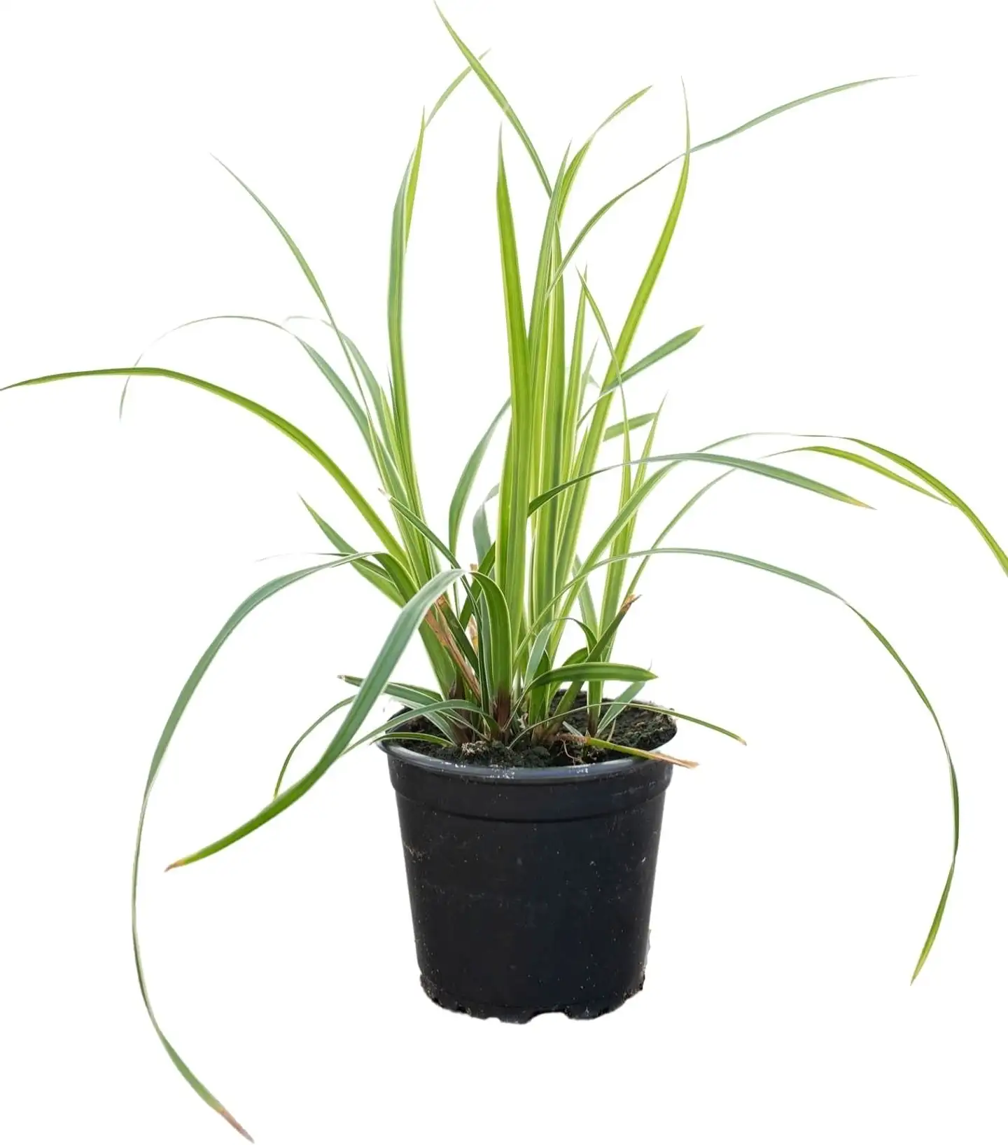 Heinä mix 12cm - 3