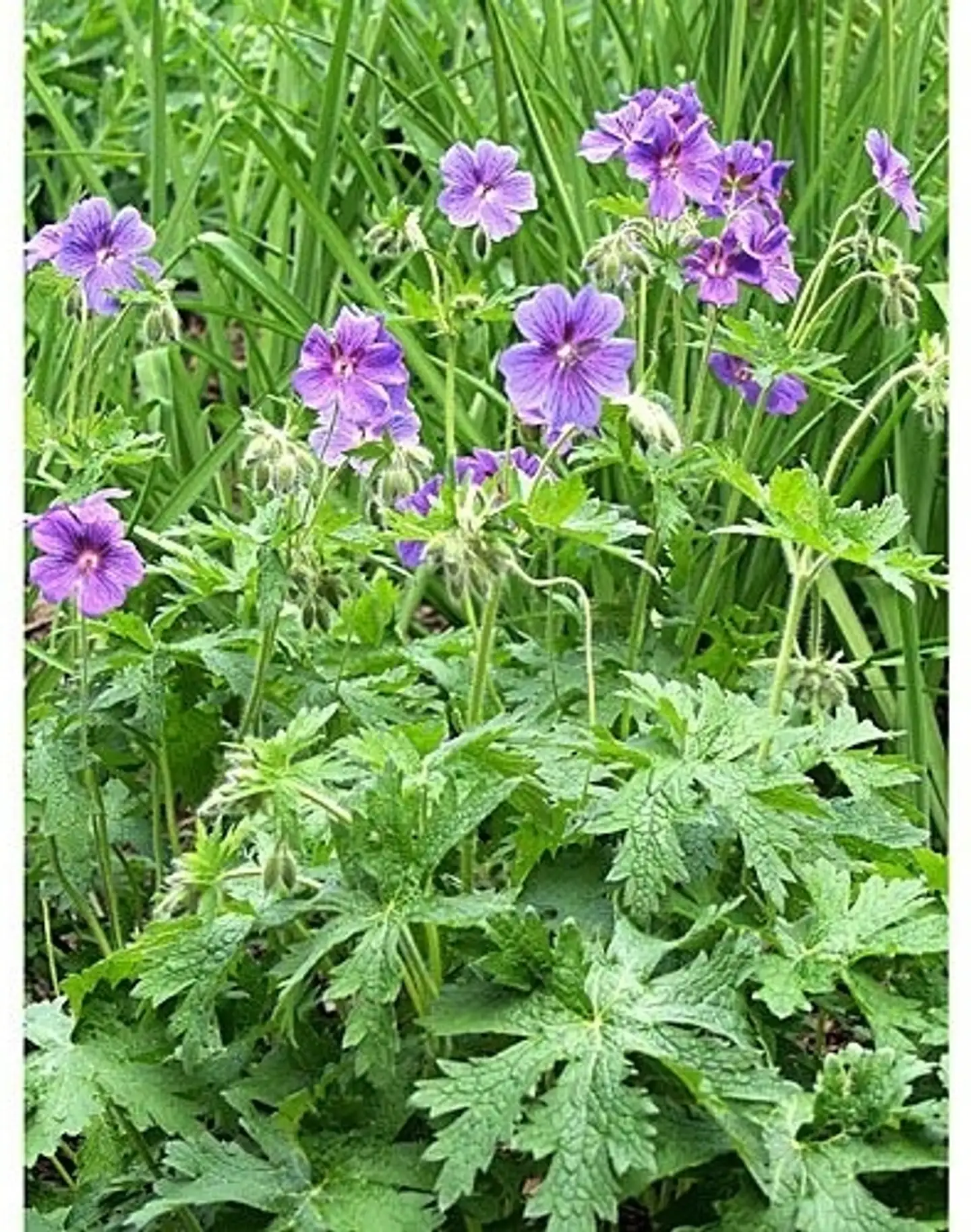 Tarhakurjenpolvi Geranium x magnificum