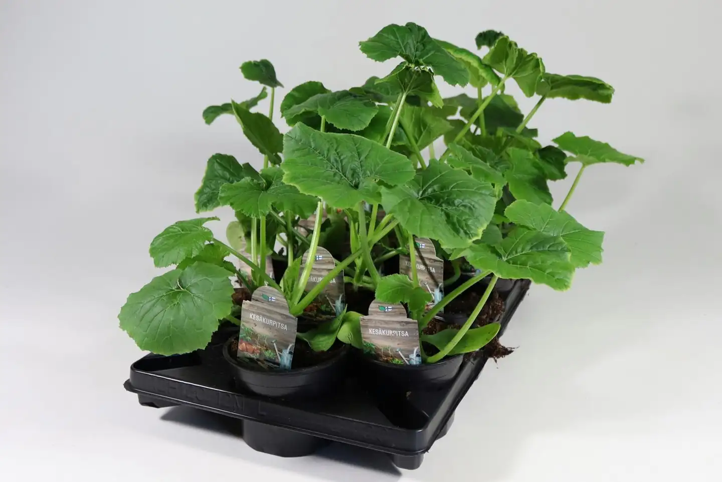 Kesäkurpitsan taimi 12 cm ruukussa