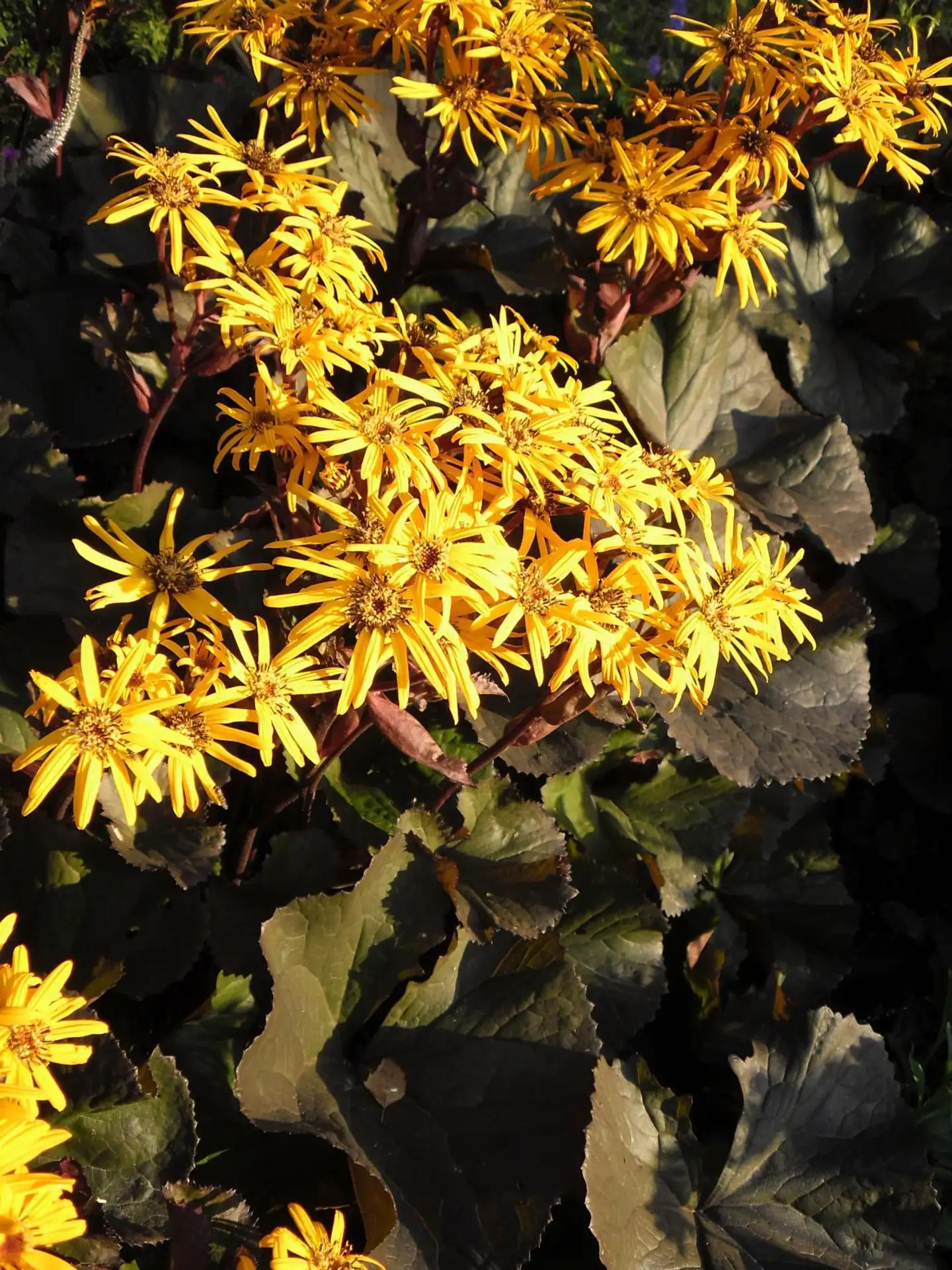 Kallionauhus 'Britt Marie Crawford' Ligularia