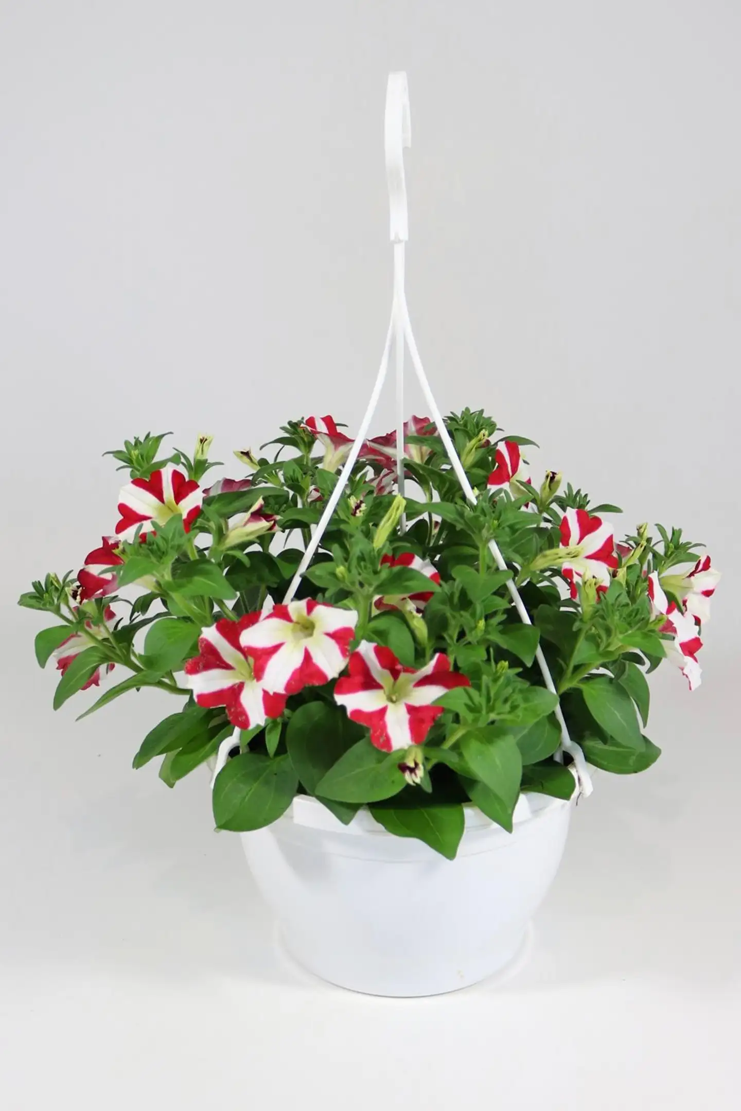 Erikoispetunia-amppeli 23 cm - 1