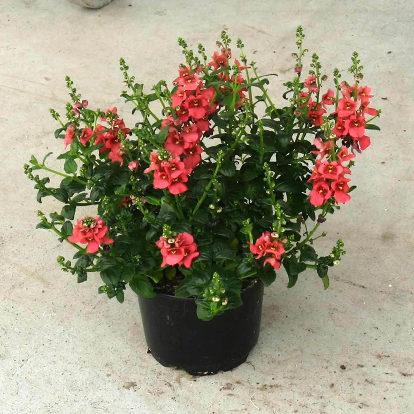 Amppelidiana, Diascia, 12 cm ruukussa - 1