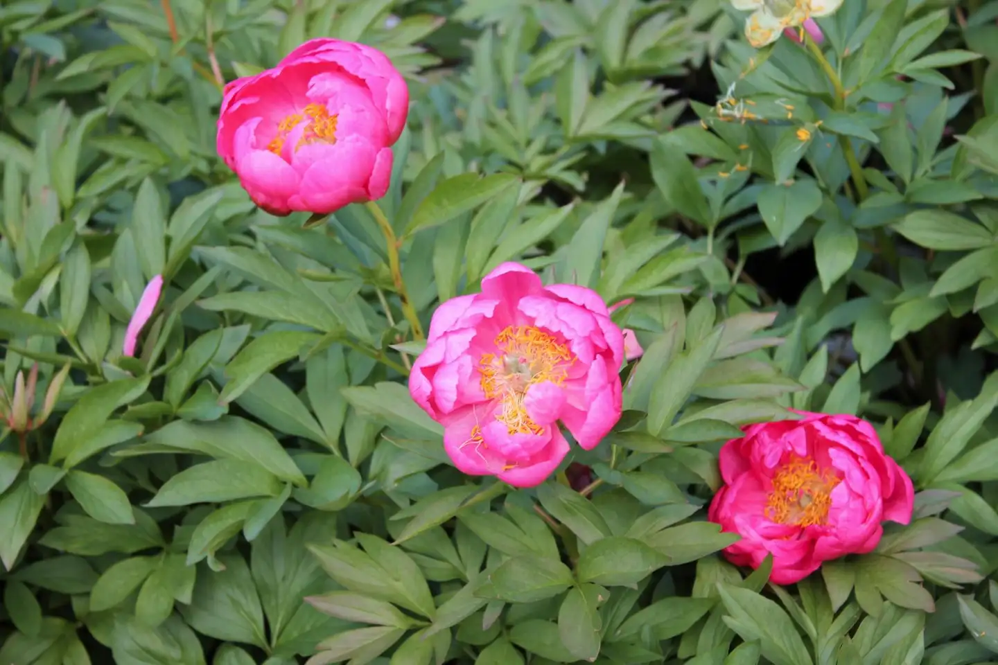 Hybridipioni Cytherea Paeonia