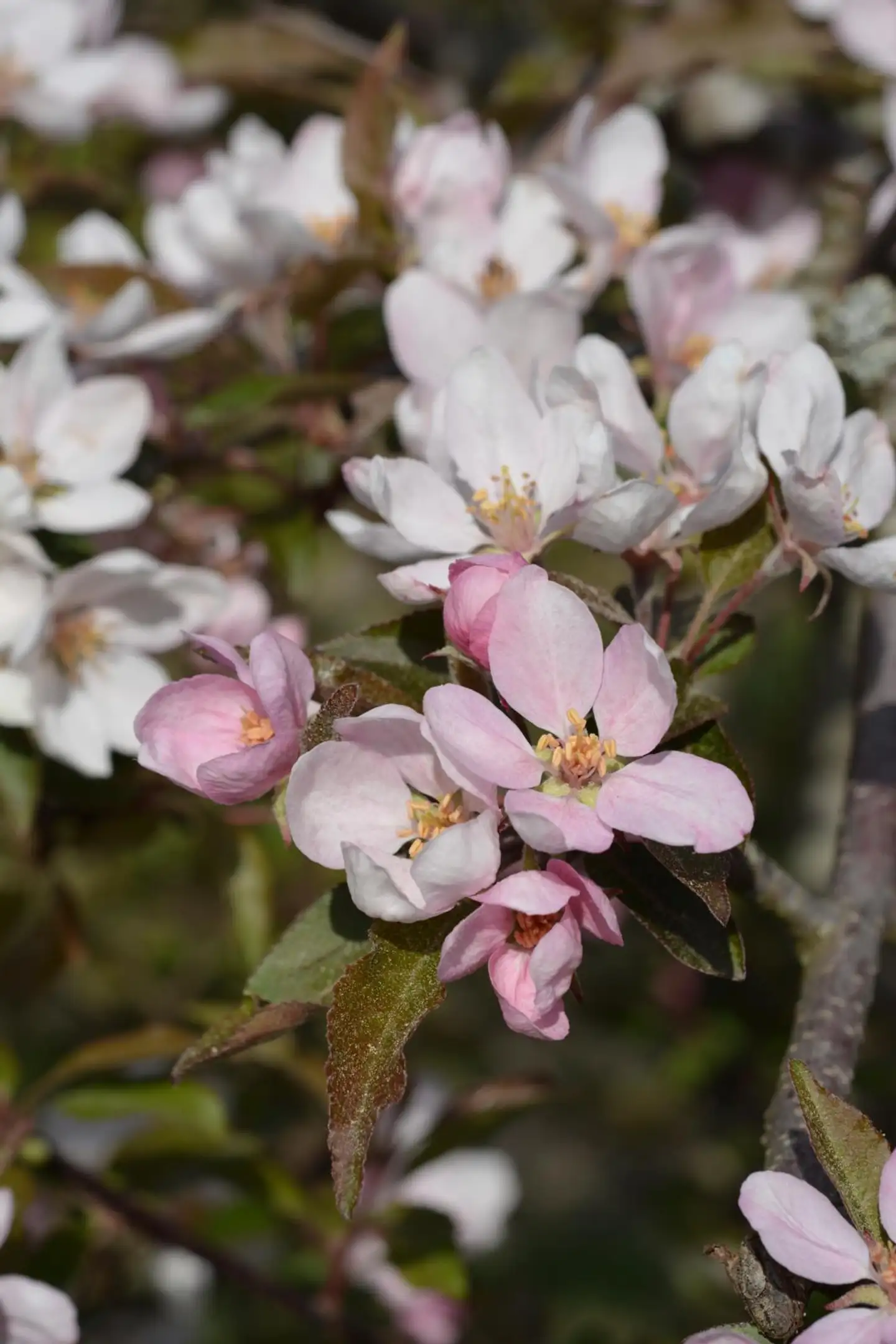 Purppuraomenapuu 'Cowichan' (Kadetti) FinE 150-250 cm astiataimi Malus 'Cowichan' ent. 'Kadetti'