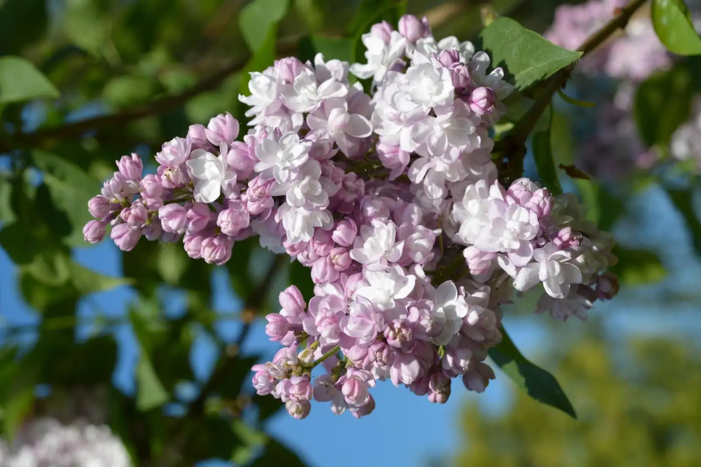 Jalosyreeni ’Rose de Moscow’ 3 l astiataimi