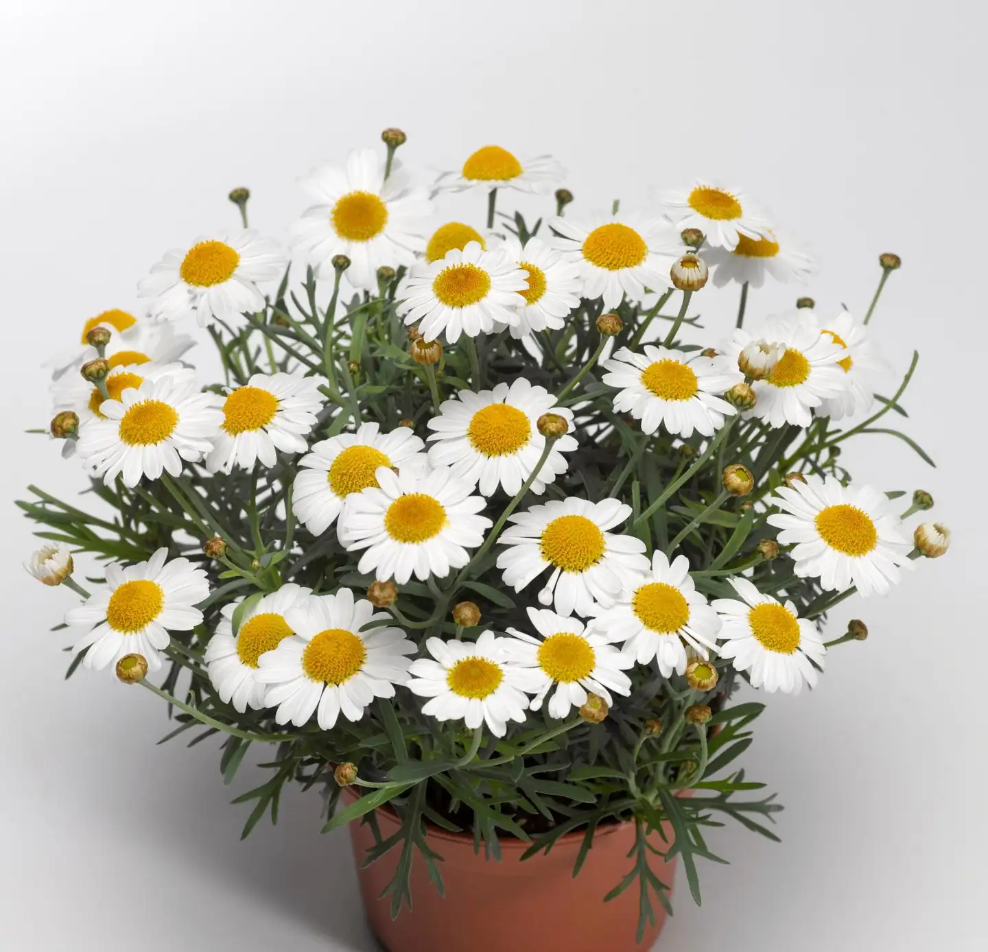 Marketta 12 cm ruukku - 1