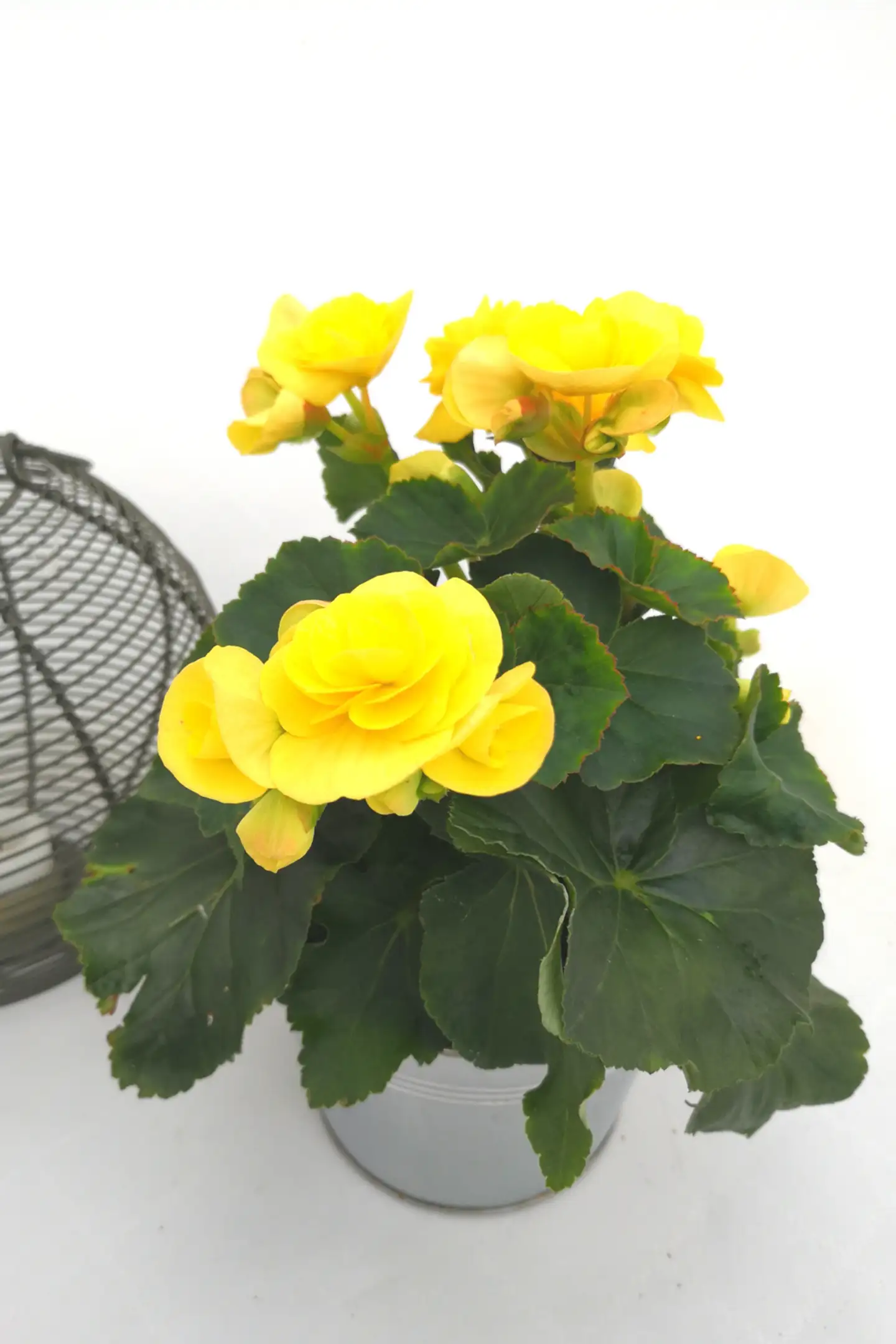 Ruusubegonia 12 cm ruukussa - 2
