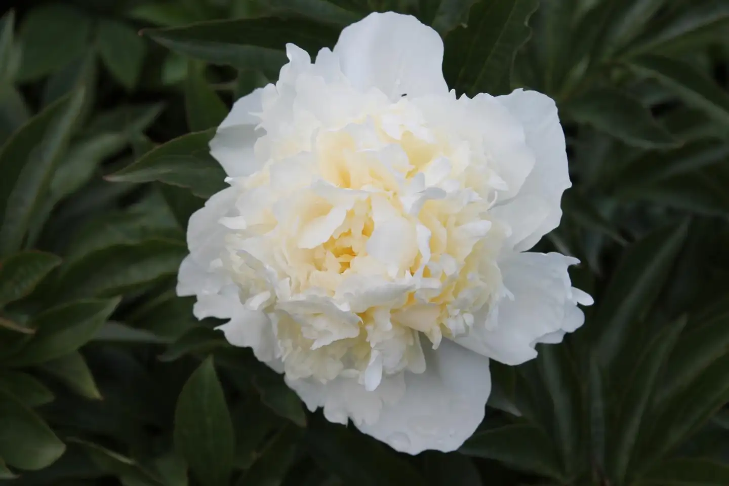 Kiinanpioni 'Duchesse de Nemours' Paeonia lactiflora - 2