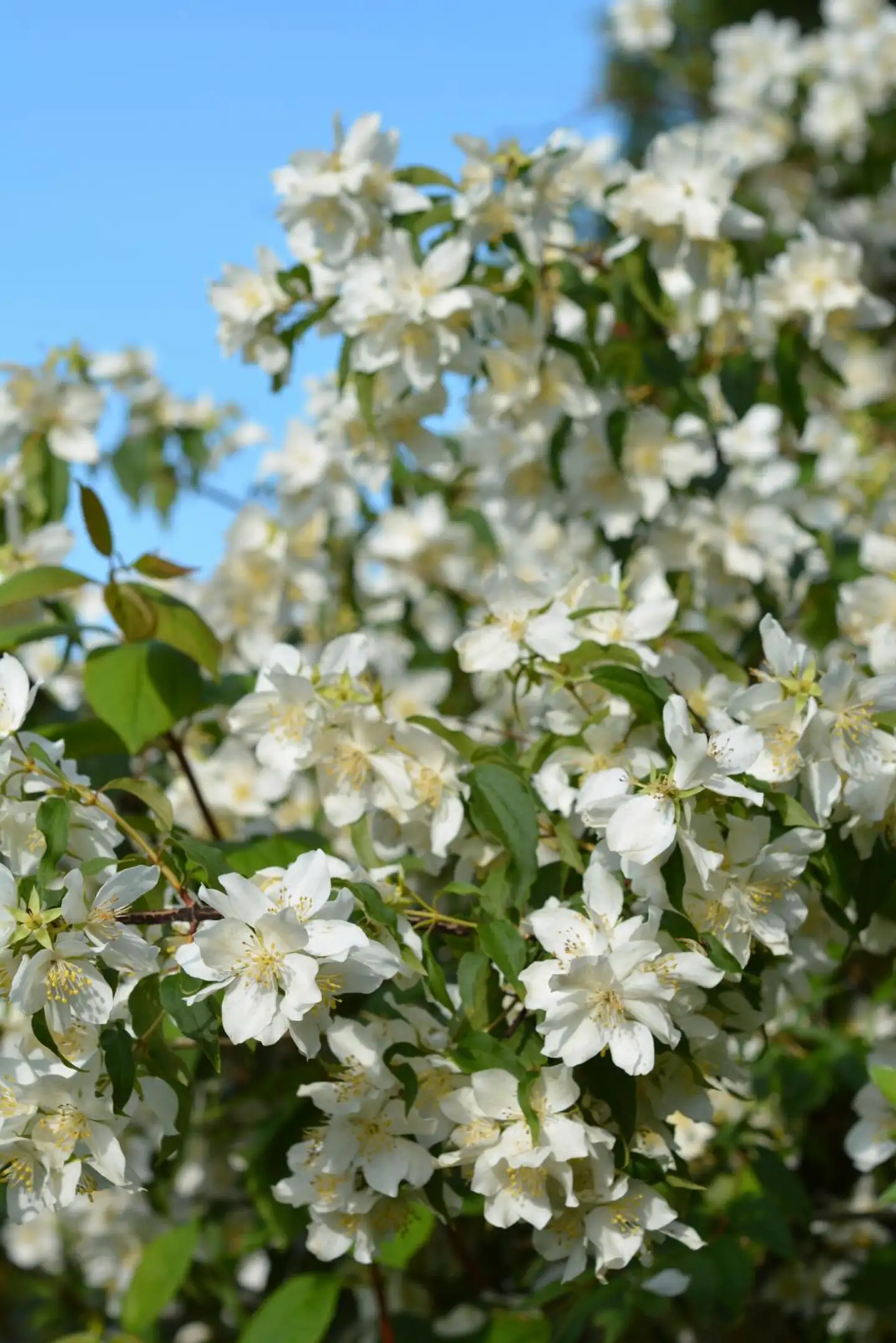 Tahtijasmike 'Waterton' 3 l astiataimi Philadelphus lewisii 'Waterton'