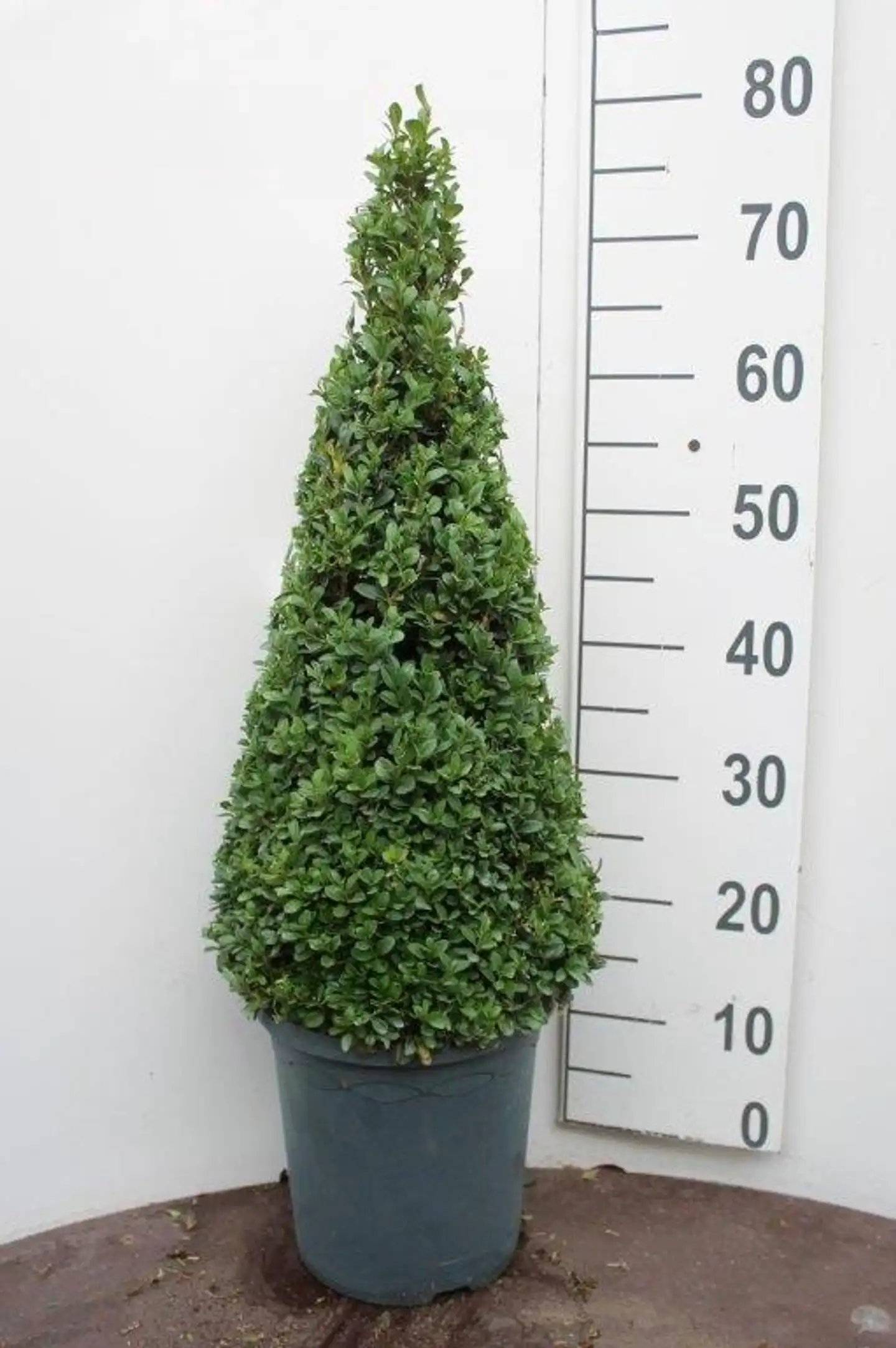 Puksipuu, joko pallomaisesti muotoiltu halkaisija 35-40 cm 12 l tai pyramidiksi muotoiltu 60-70 cm 10 l koristeruukussa. Buxus sempervirens - 2