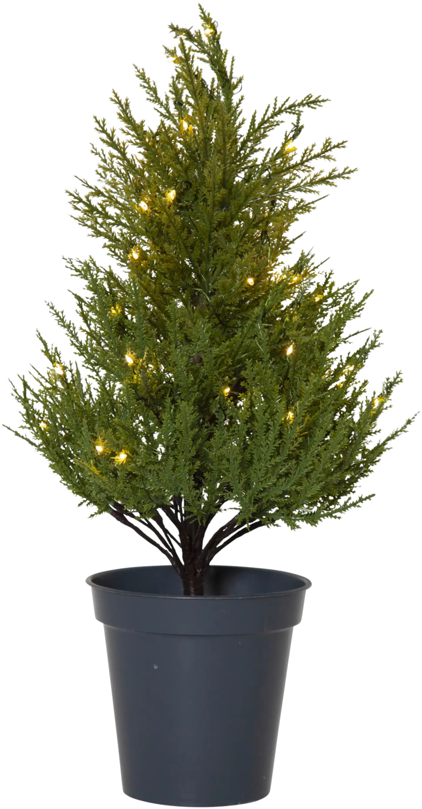 Star Trading koristepuu Thuja 600-25 - 1
