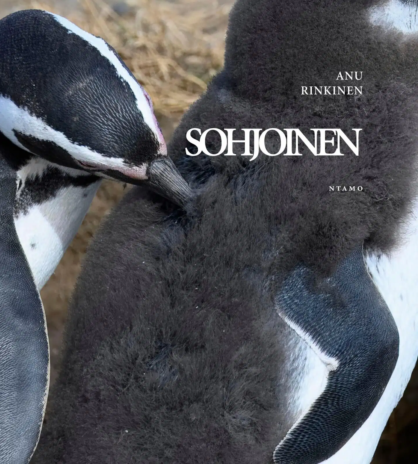 Rinkinen, Sohjoinen