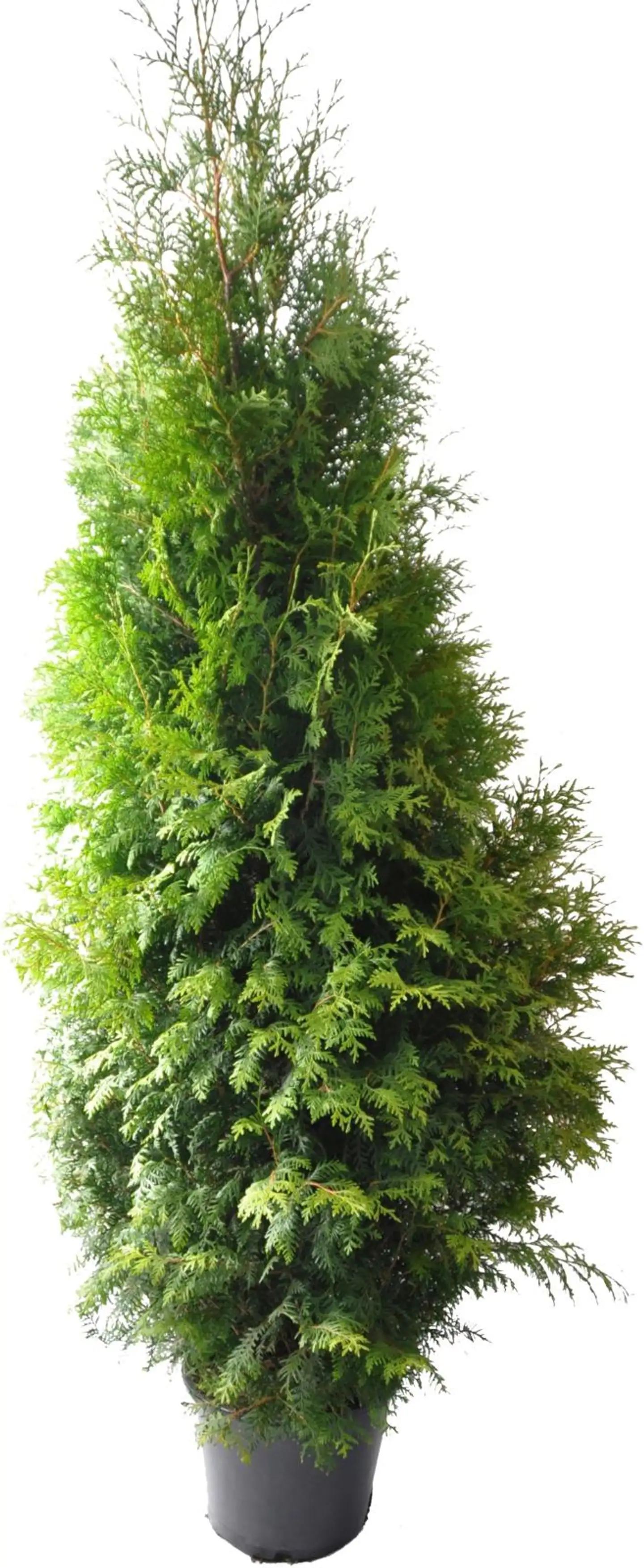 Kartiotuija 'Brabant'. Thuja occidentalis 'Brabant'. Taimen korkeus 175-200cm. 25L astiaan ruukutettu ja juurrutettu taimi.