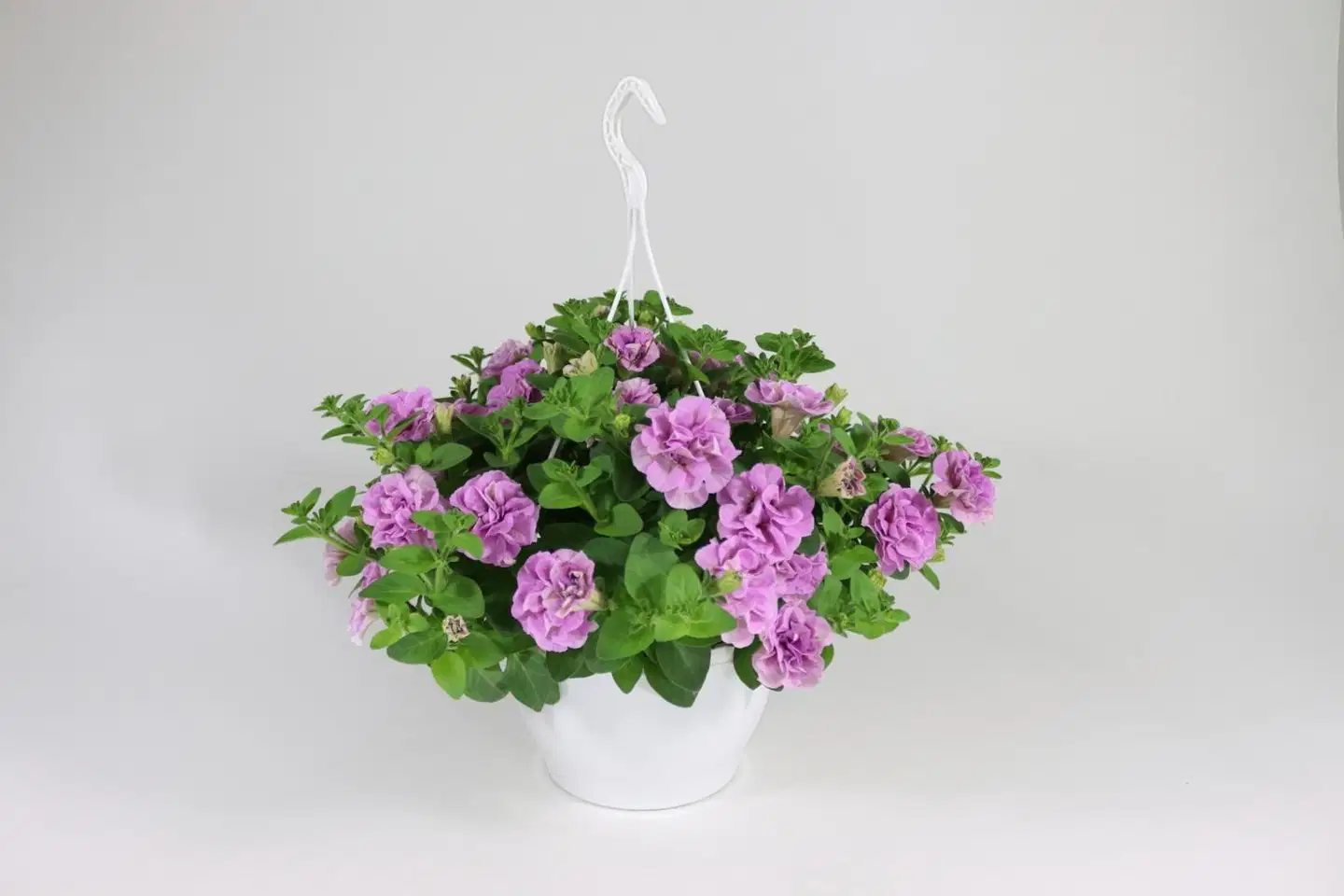 Amppeli kerrotuista lajikkeista, amppelin  halkaisija 23 cm - 4
