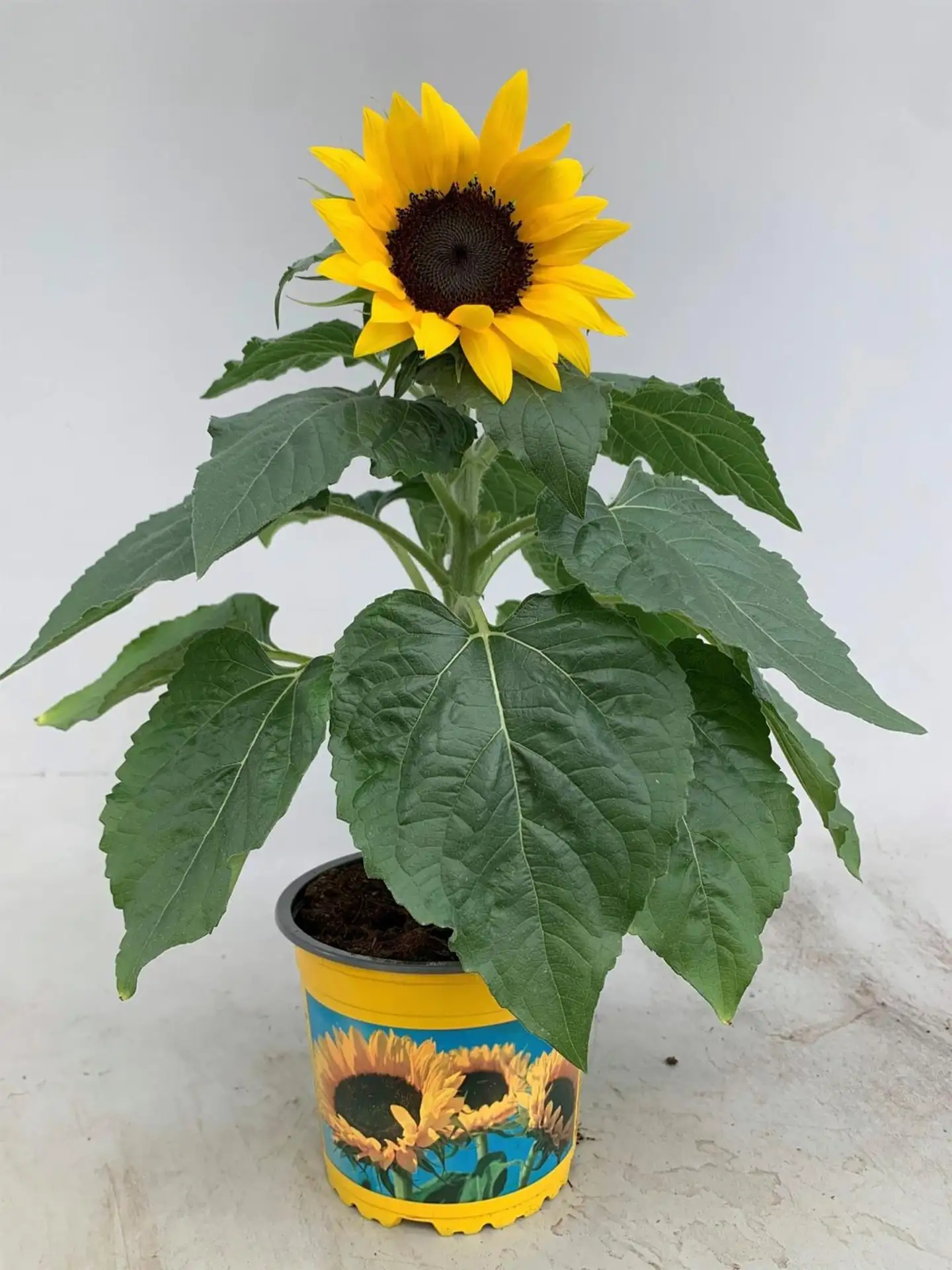 Auringonkukka, Helianthus annuus 'Sunsation'