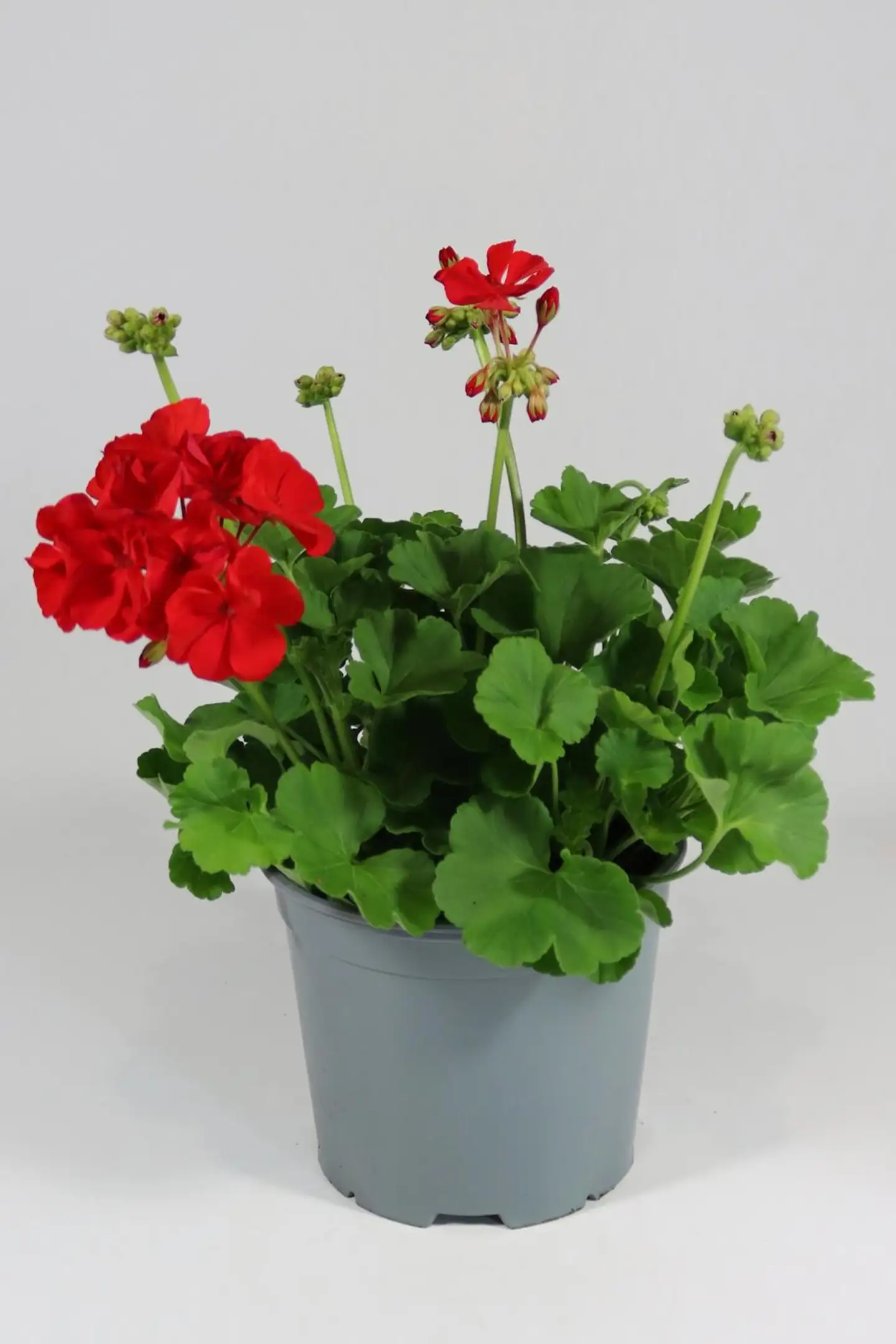 Patio Pelargoni Mix 19 cm - 2