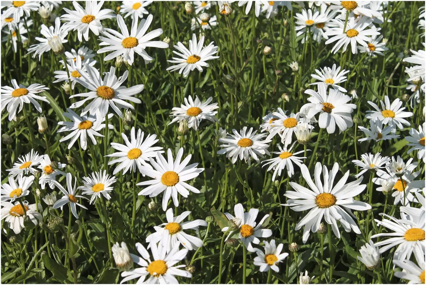 Prinsessankakkara 'Silberprinzessen' Leucanthemum x superbum