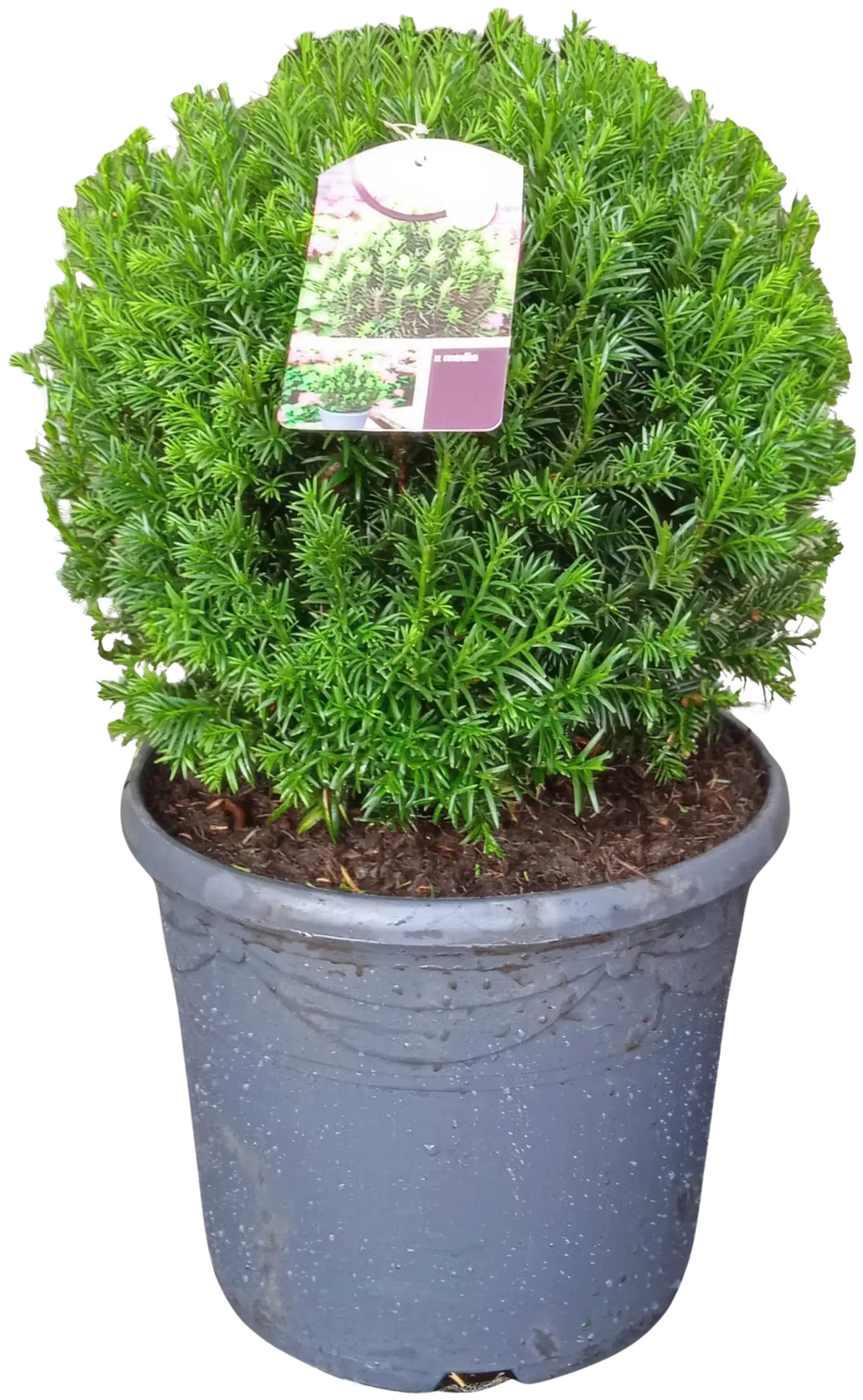 Kartiomarjakuusi 'Groenland' palloksi muotoiltu 30-40cm C10 I-III