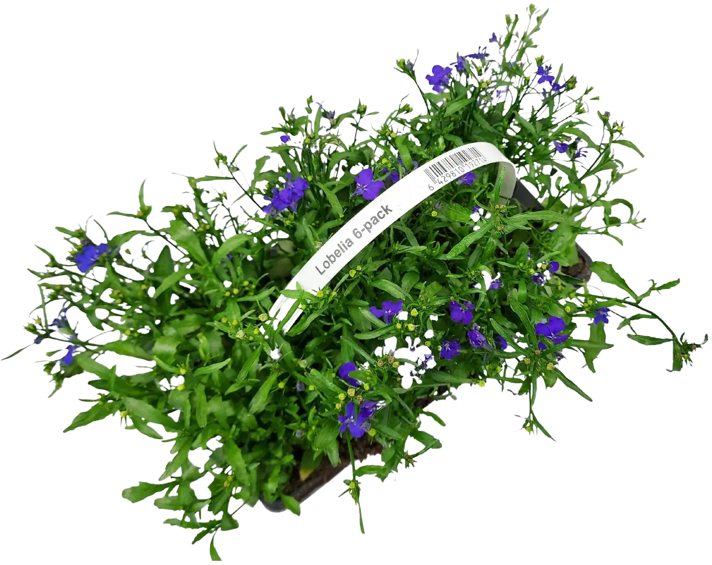 Lobelia 6-pack - 2