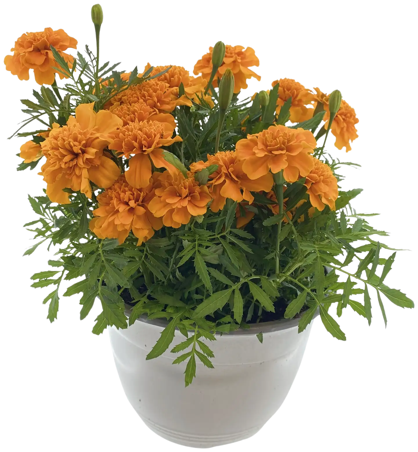 Samettikukka 22-23 cm kulhossa, viisi tainta