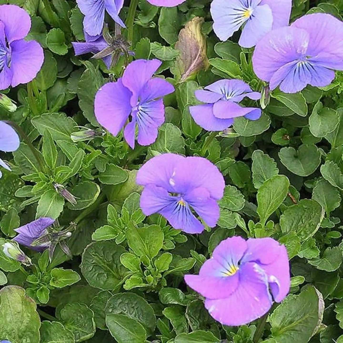 Sarviorvokki 'Blue Perfection' Viola cornuta