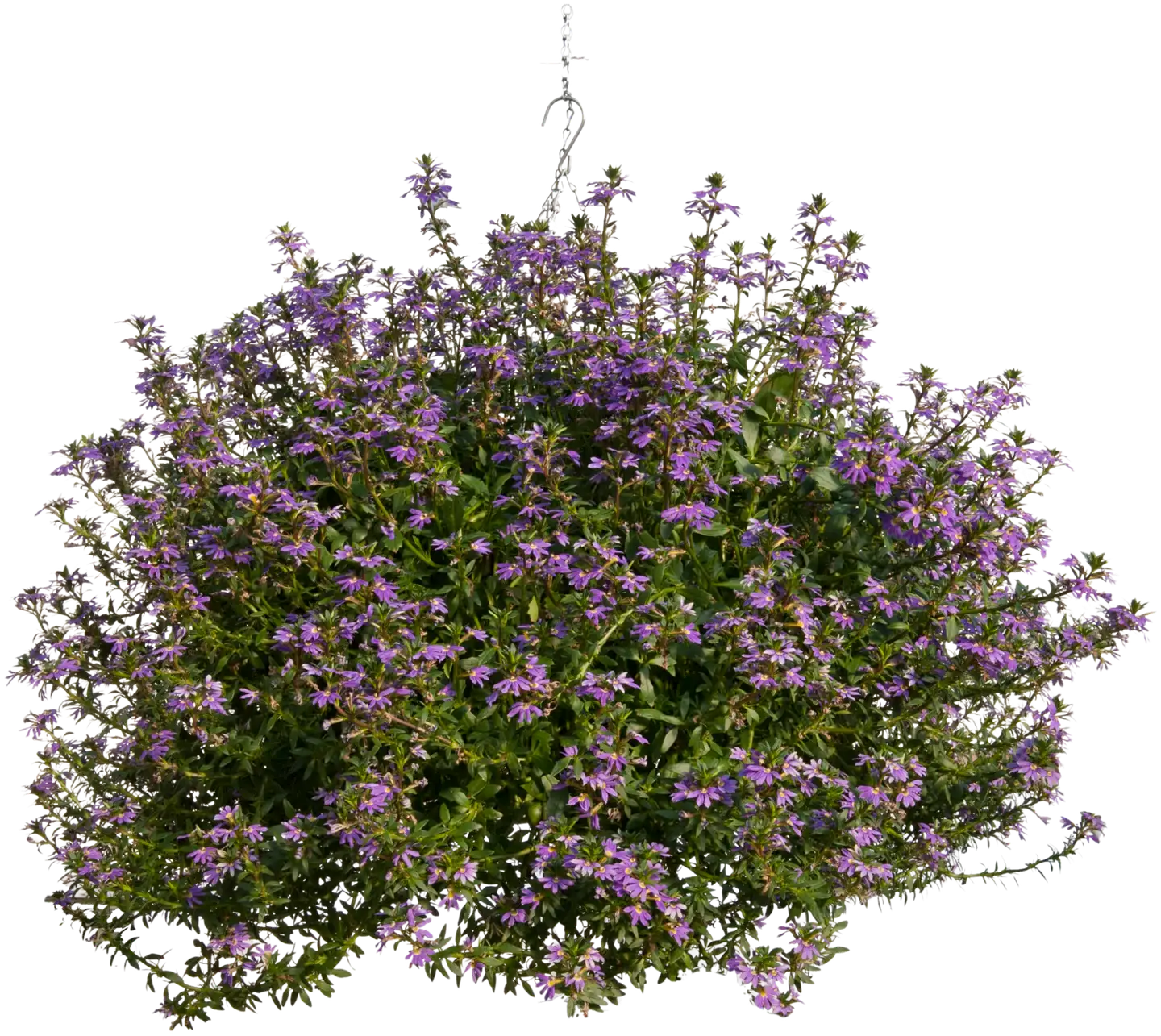 Siniviuhka-amppeli 23 cm ruukussa