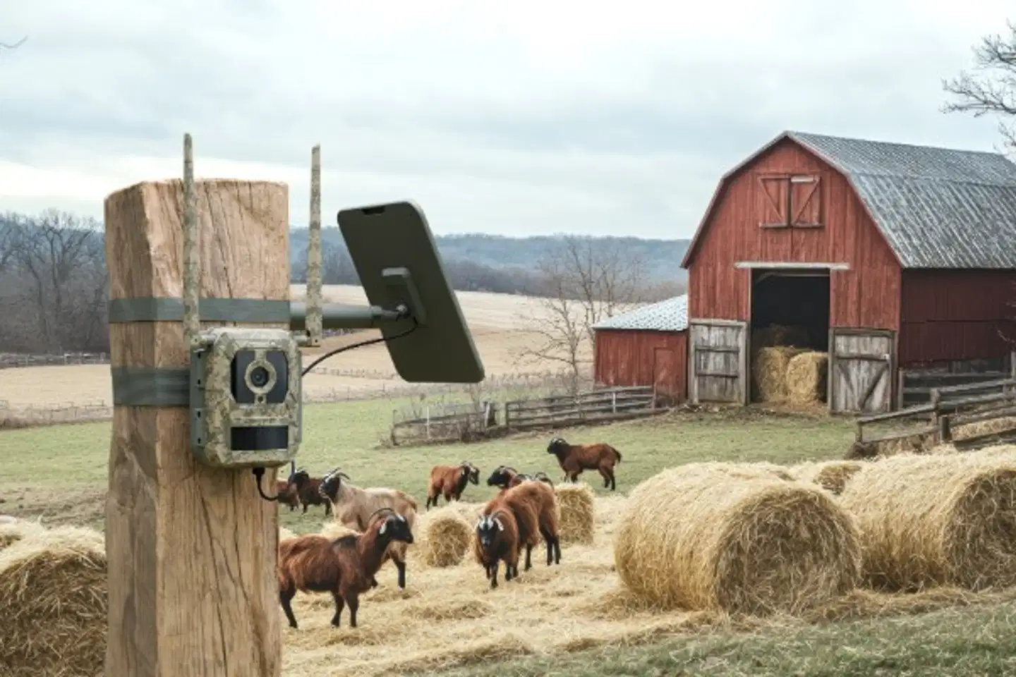 Reolink Talon Pro Camovue 4K 4G akkukamera Ulkona Camo - 3