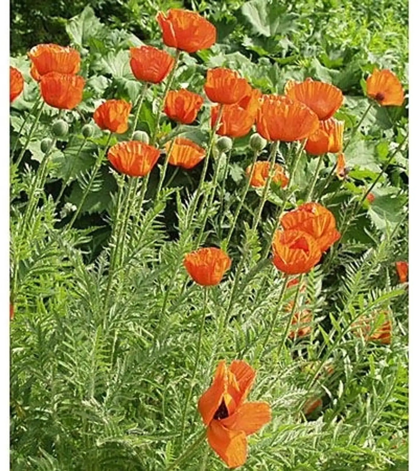 Isoidänunikko Papaver pseudo-orientale