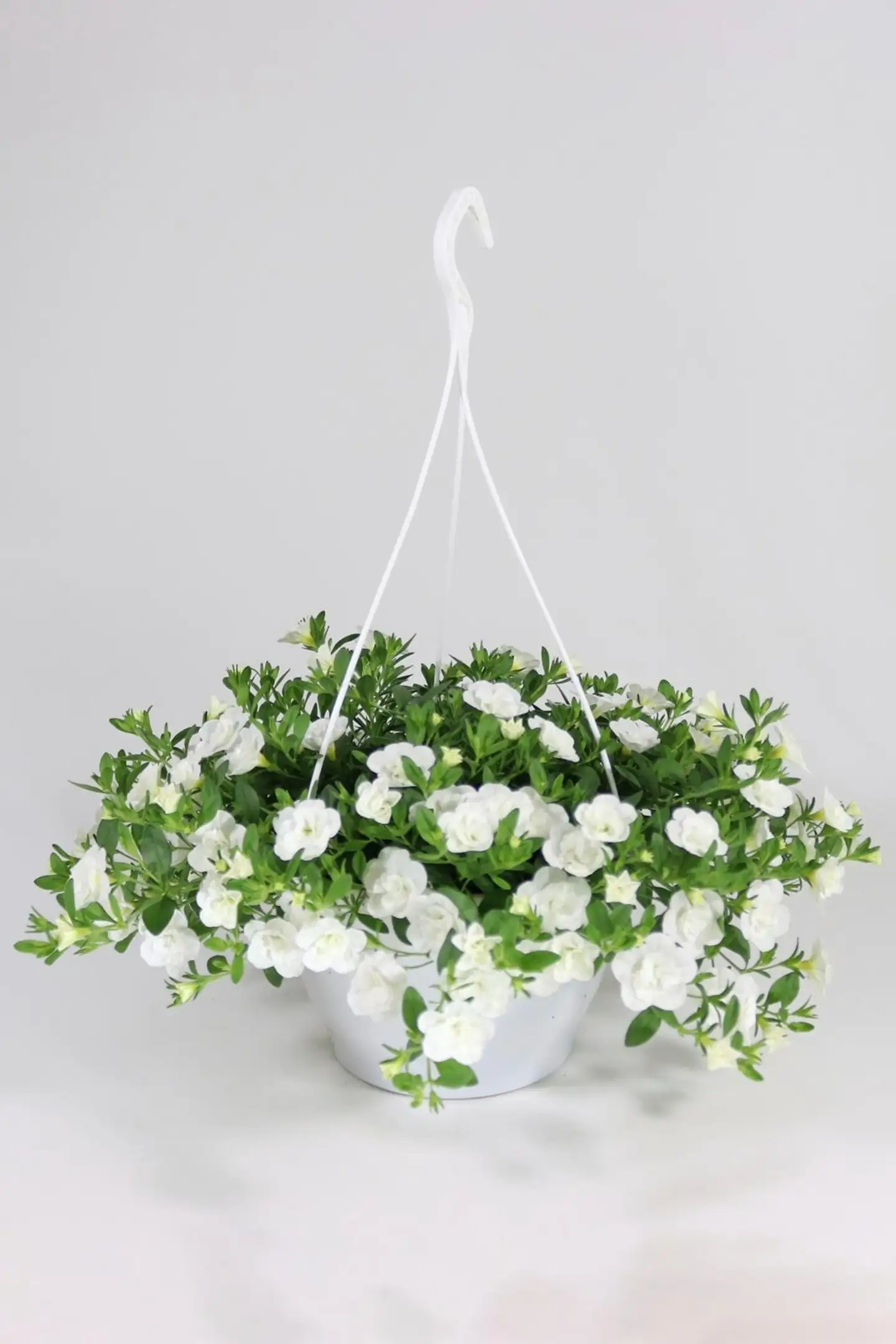 Kerrottukukkainen amppeli mix 23 cm - 1