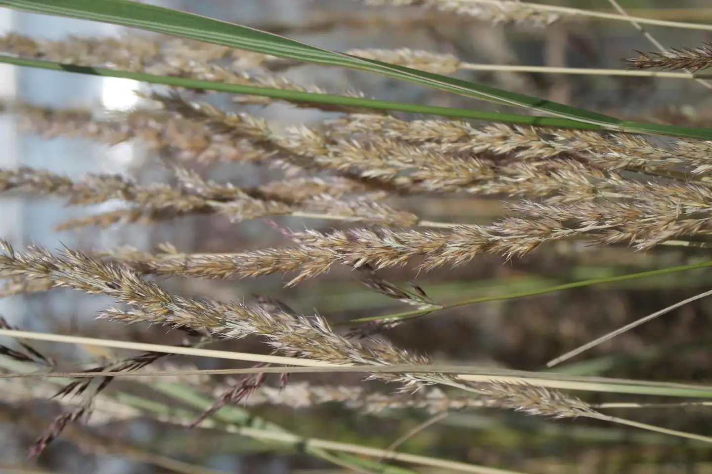 Koristekastikka 'Overdam' Calamagrostis x acutiflora 'Overdam'