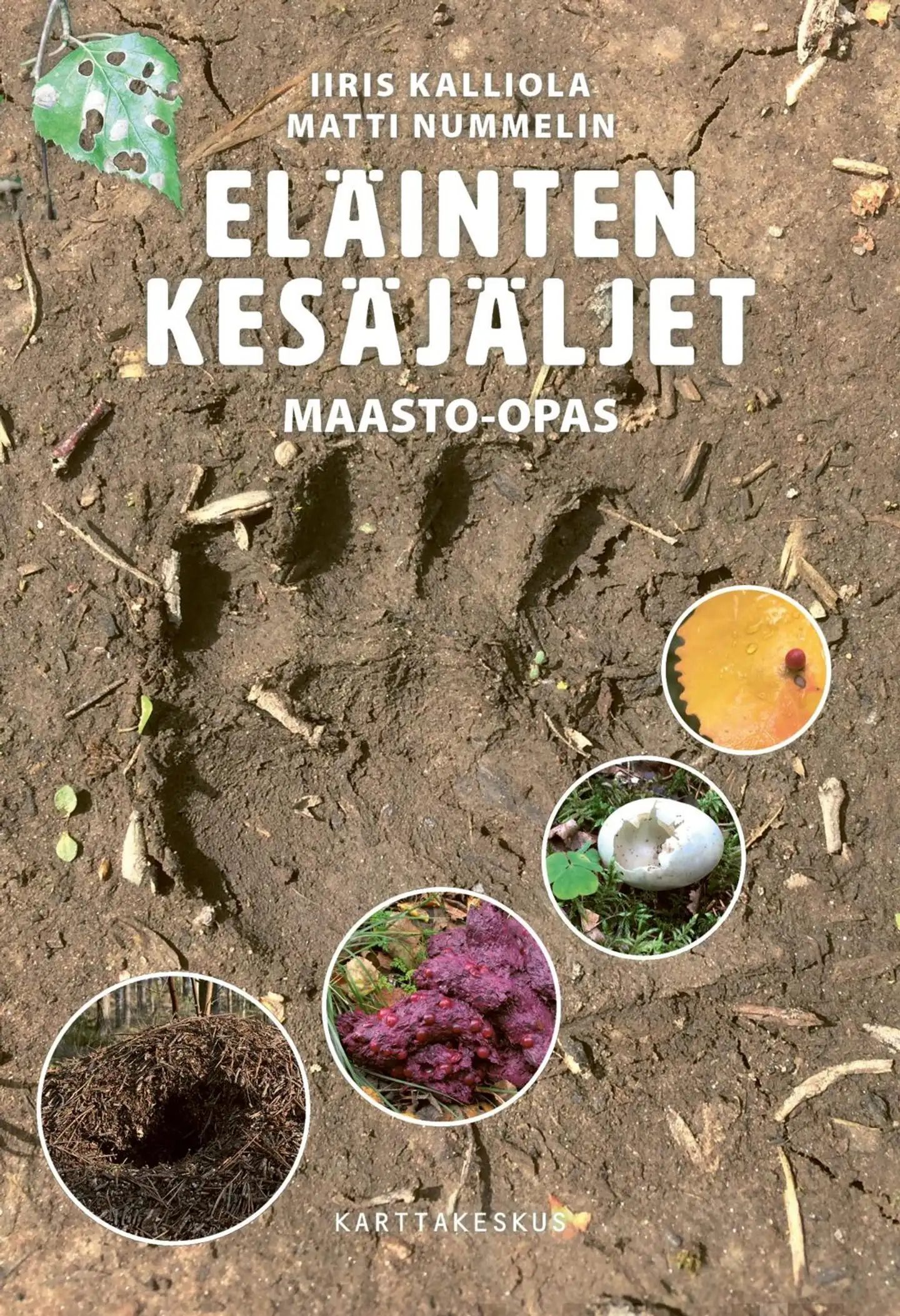 Kalliola, Eläinten kesäjäljet - Maasto-opas