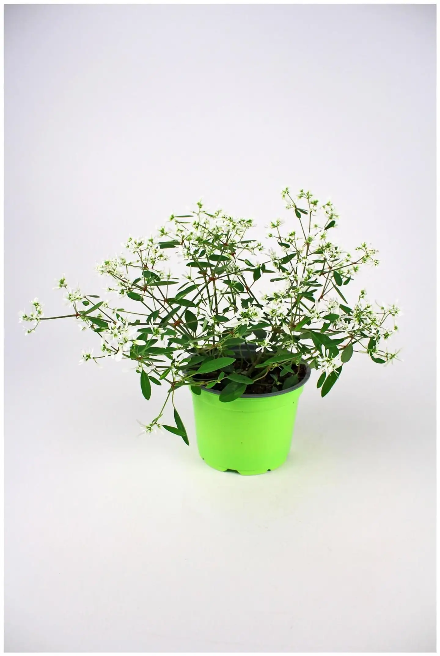 Amppelimix 12cm - 3