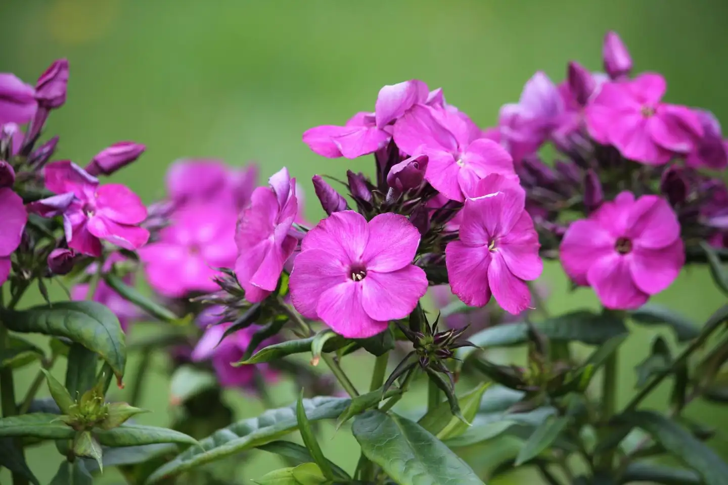 Syysleimu 'Bambini Desire' Phlox paniculata 'Bambini Desire'