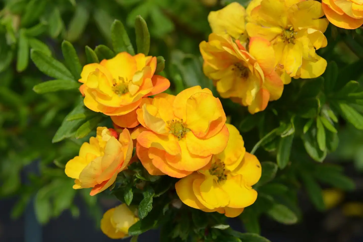 Pensashanhikki Marmalade™ 3 l astiataimi Dasiphora fruticosa 'Jefmarm' Marmalade™