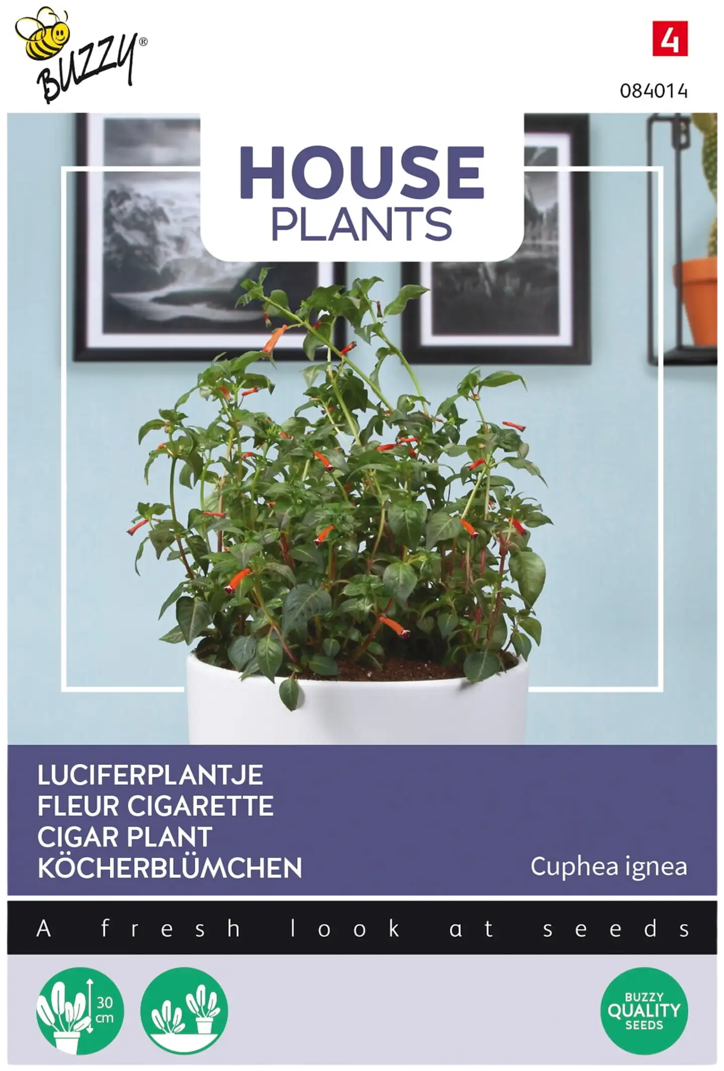 Buzzy® House Plants Cuphea ignea, punatulitorvi