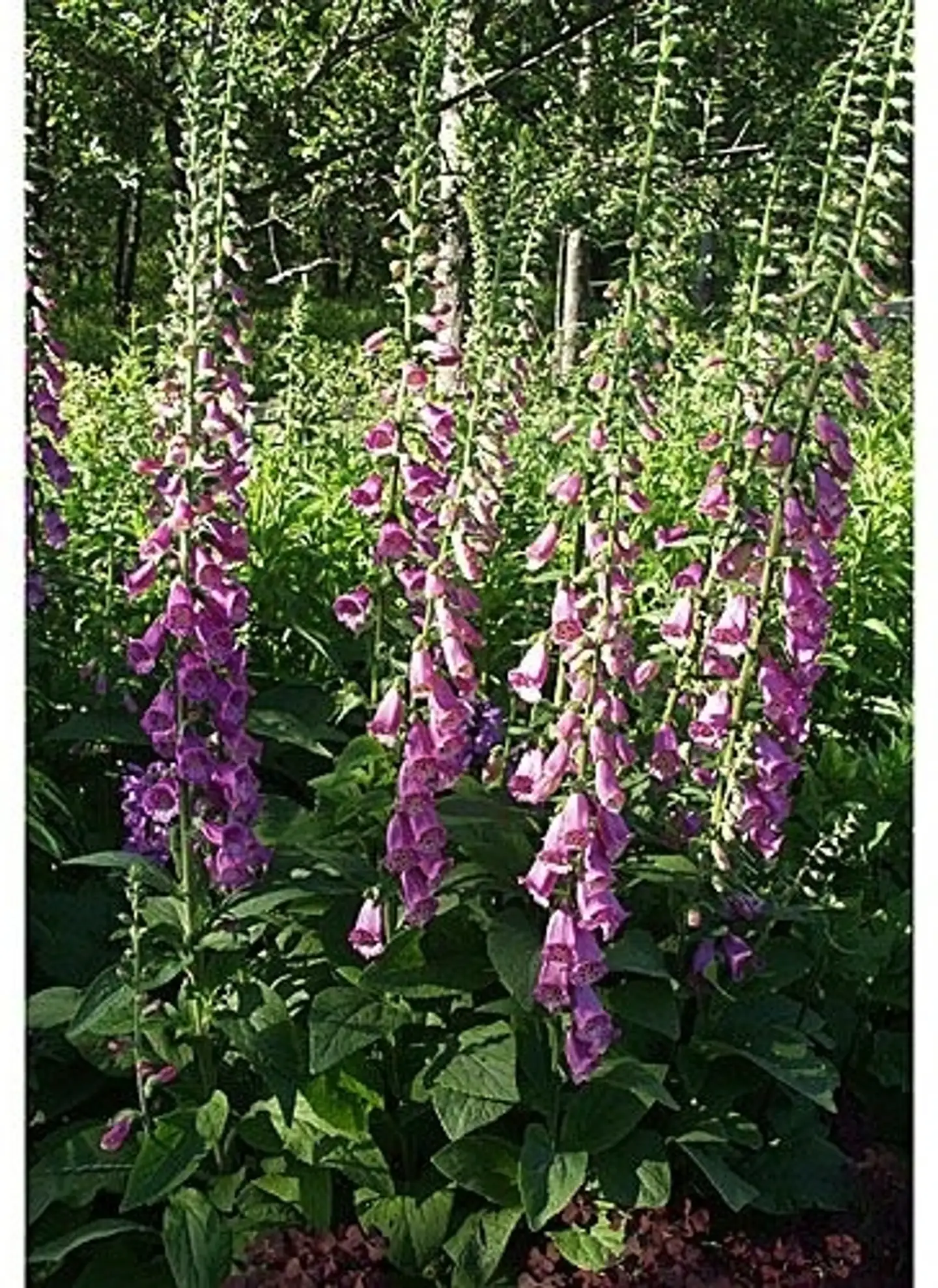 Sormustinkukka Digitalis purpurea