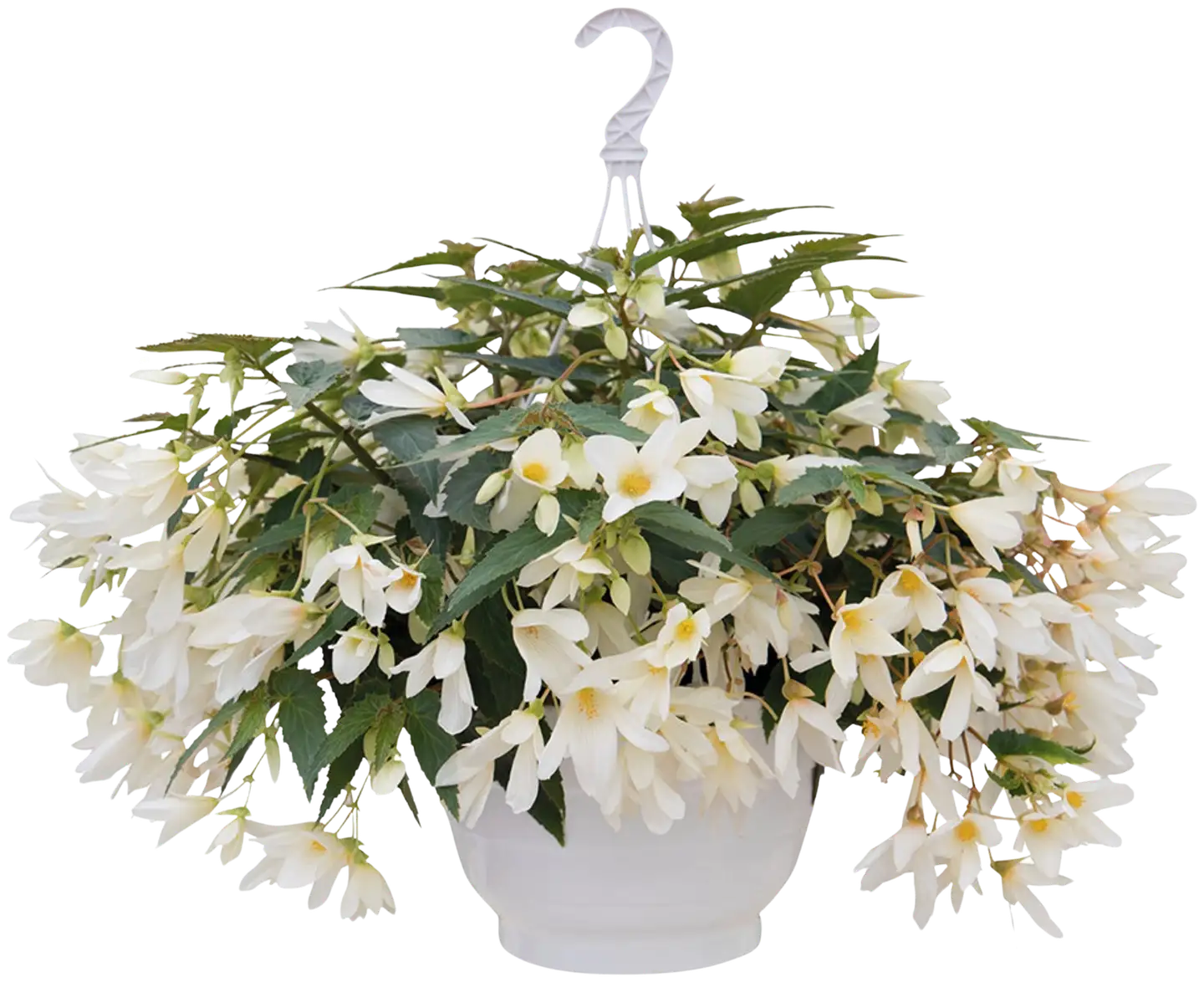 Begonia-amppeli 23 cm ruukussa