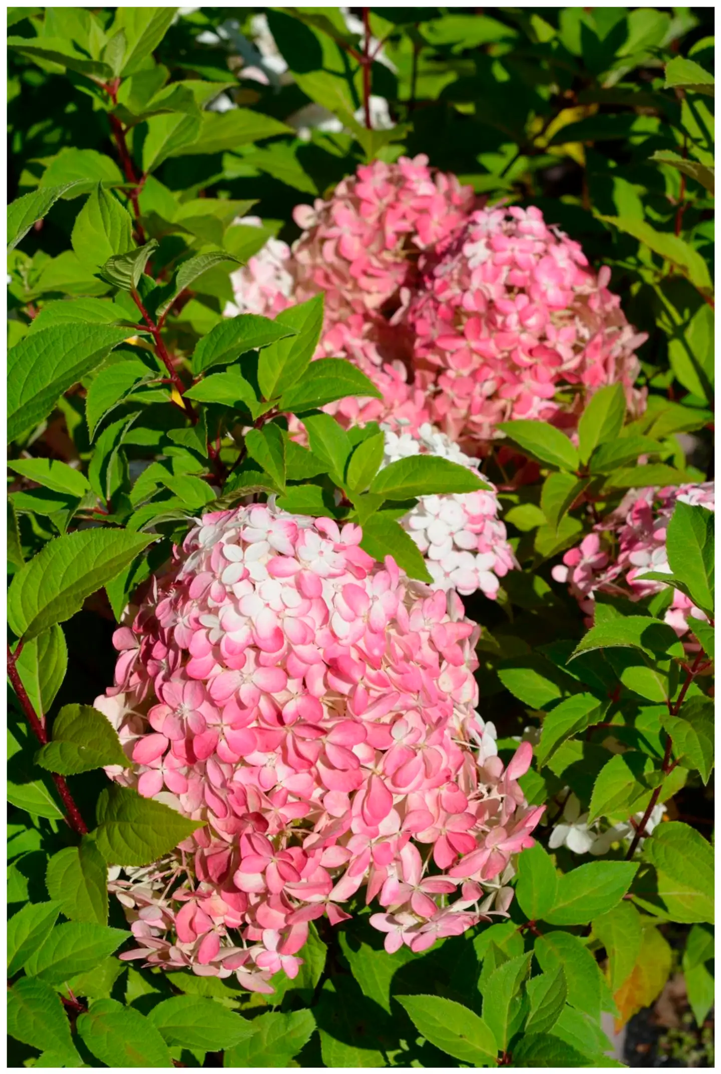 Syyshortensia Quick Fire Fab® 3 l astiataimi Hydrangea paniculata ’SMNHPM’