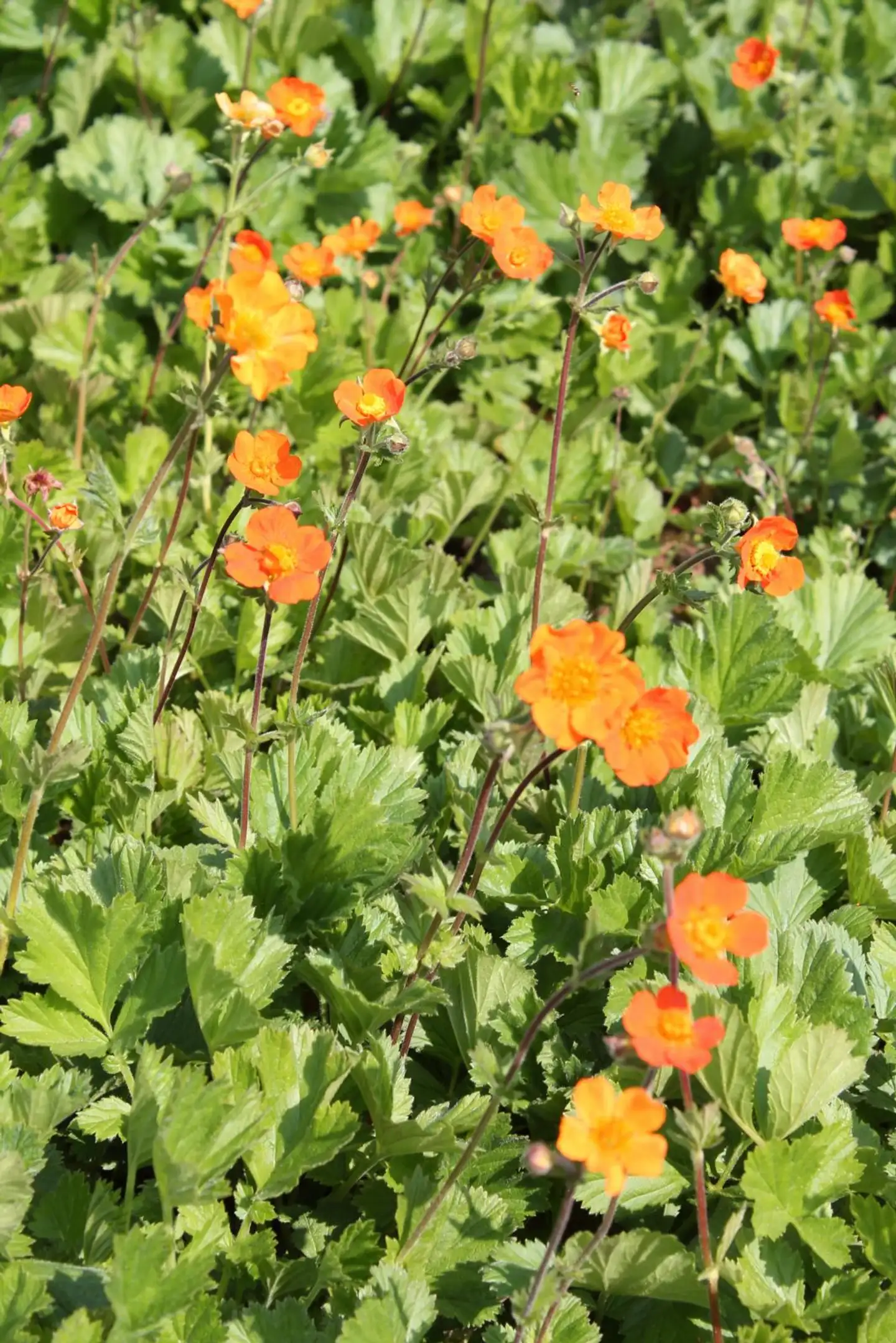 Tulikellukka Geum coccineum