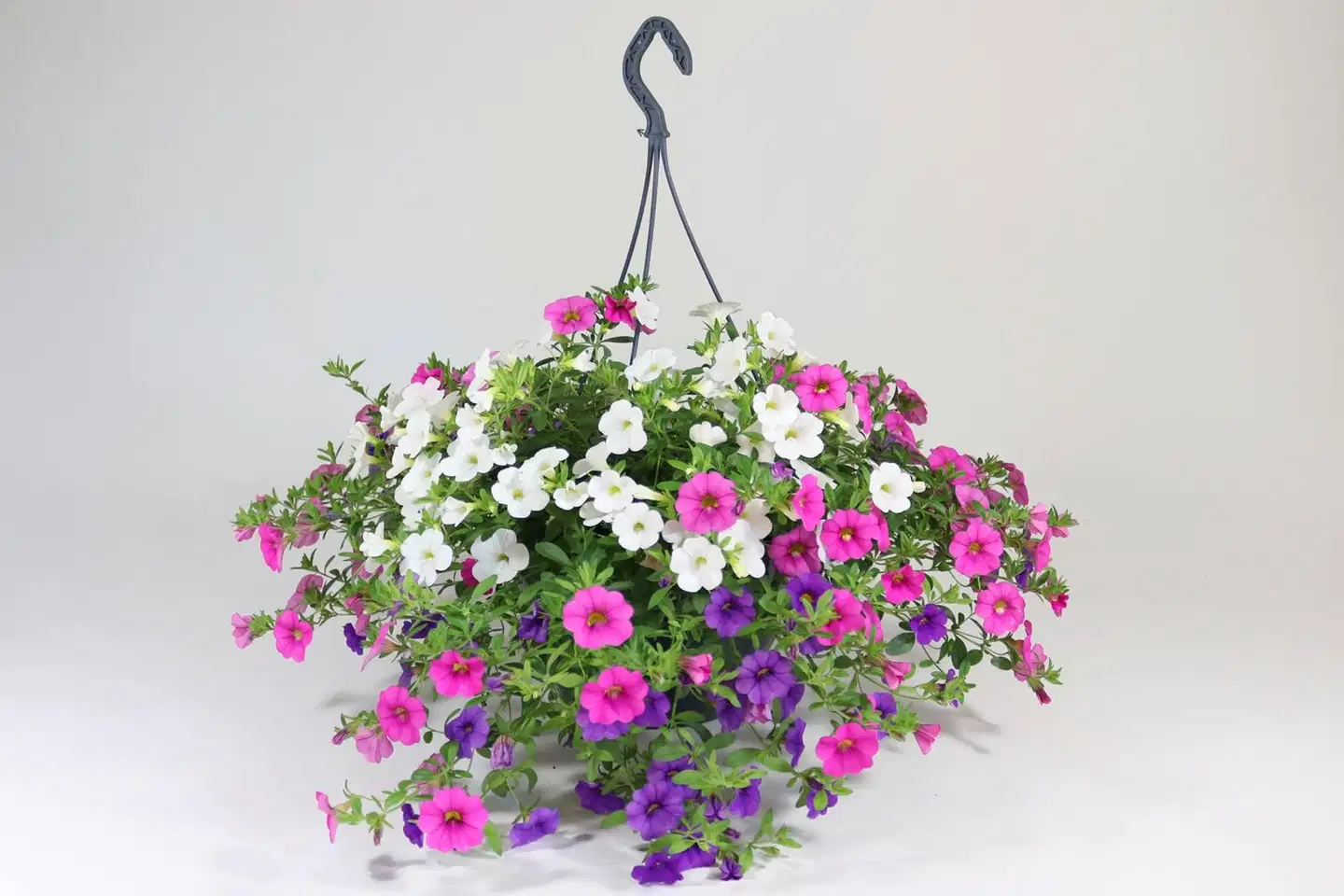 Trixi-kesäkukka 27 cm altakasteluamppelissa. Kolme eri lajia tai lajiketta samassa ruukussa. - 3