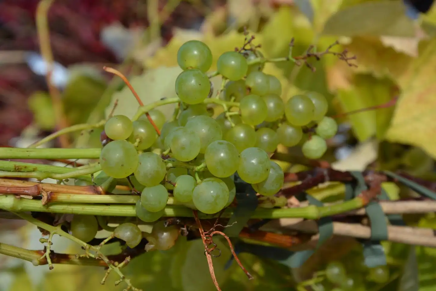 Aitoviiniköynnös ‘Adalmina’ 2 l astiataimi Vitis hybr. 'Adalmina'