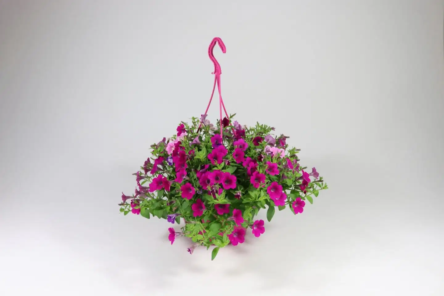 Amppeli 23 cm Pink Mix - 3
