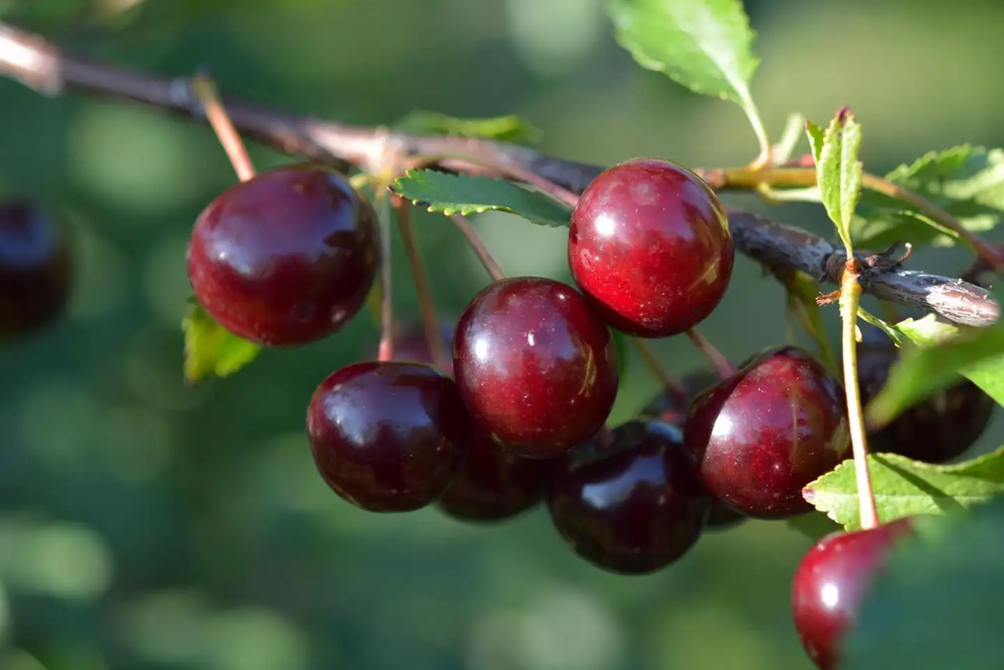 Kirsikka 'Kurtshatovskaja' 1lk 7,5 l astiataimi Prunus cerasus 'Kurtshatovskaja'