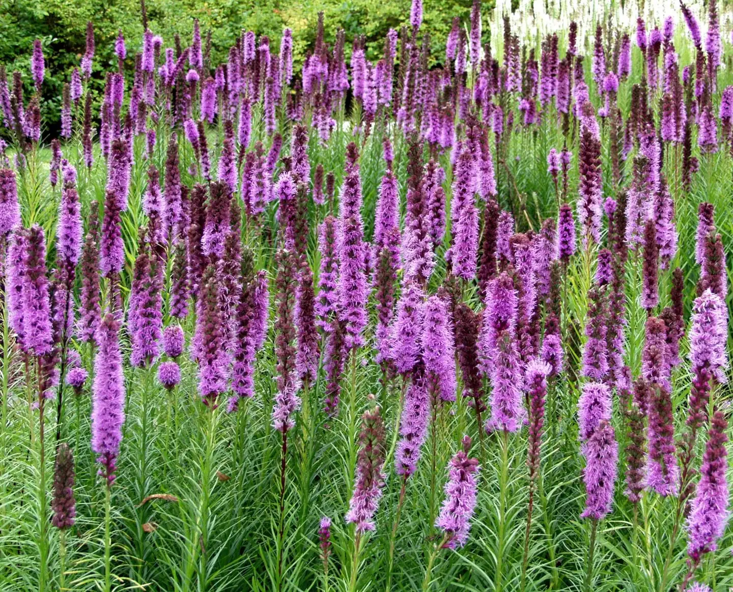 Noropunatähkä 'Floristan Violett' Liatris spicata