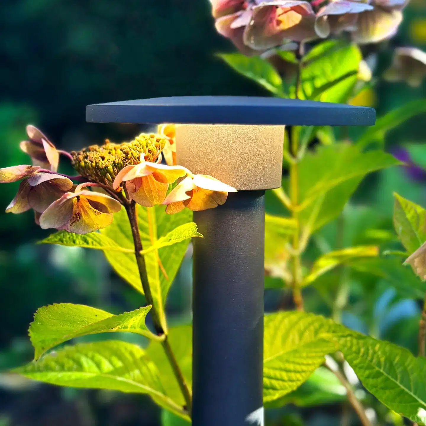 LightsOn pollari Orbit - 5