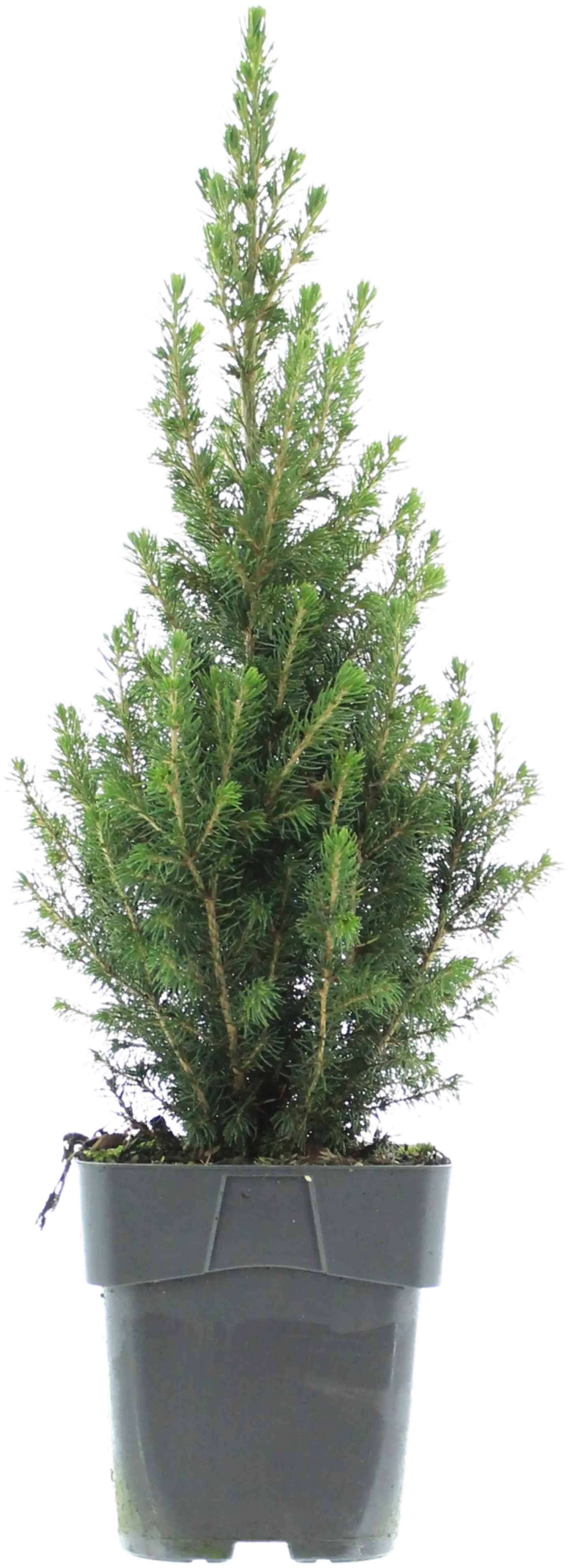 Kartiovalkokuusi 'Perfecta' 40-45 cm astiataimi 3 l ruukku Picea glauca 'Perfecta'